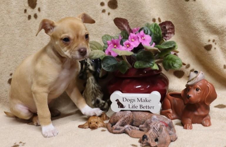 Enlarge Rudolf, a ADOPTABLE mixed breed in Hagerstown, MD image 2/5