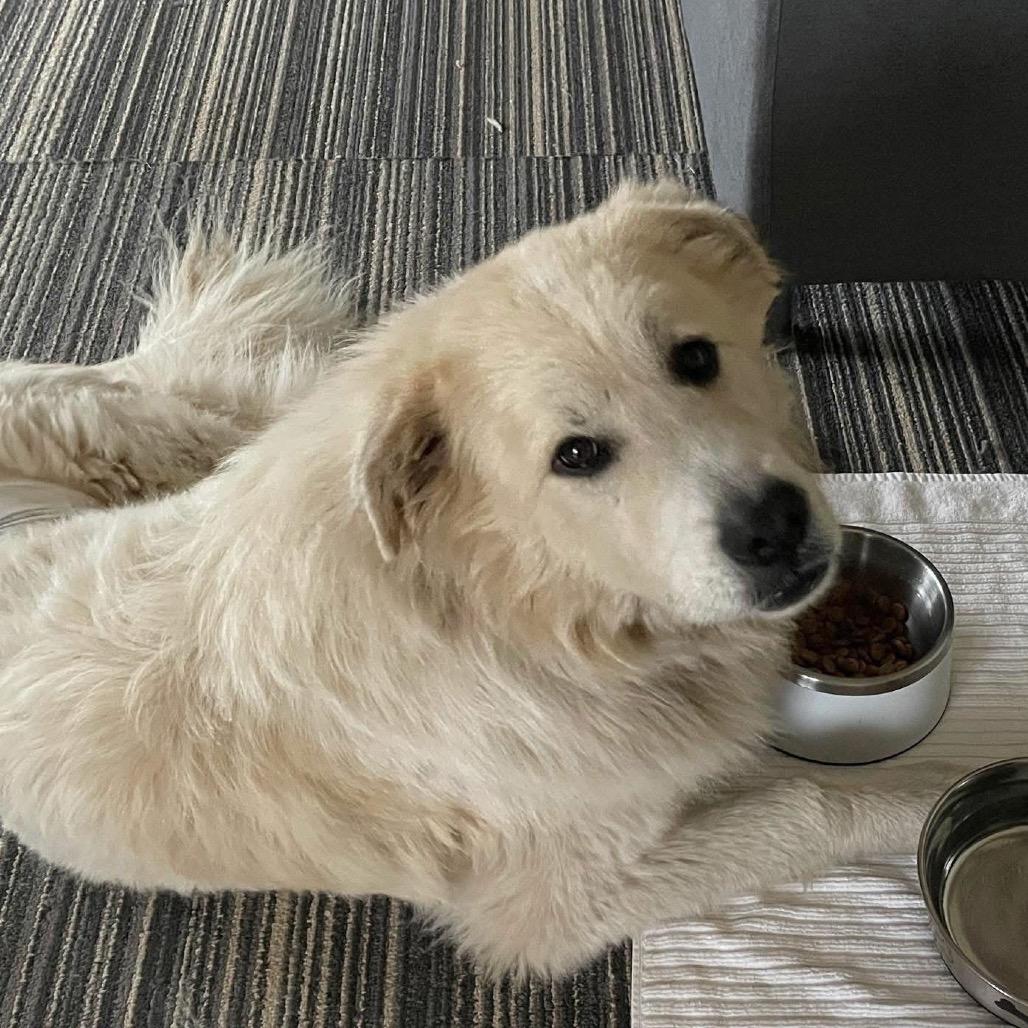 Enlarge Buddy, a Adoptable Great Pyrenees in St. Clair, MO image 1/4