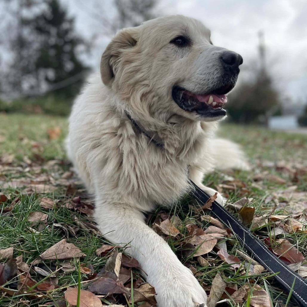 Enlarge Buddy, a Adoptable Great Pyrenees in St. Clair, MO image 2/4
