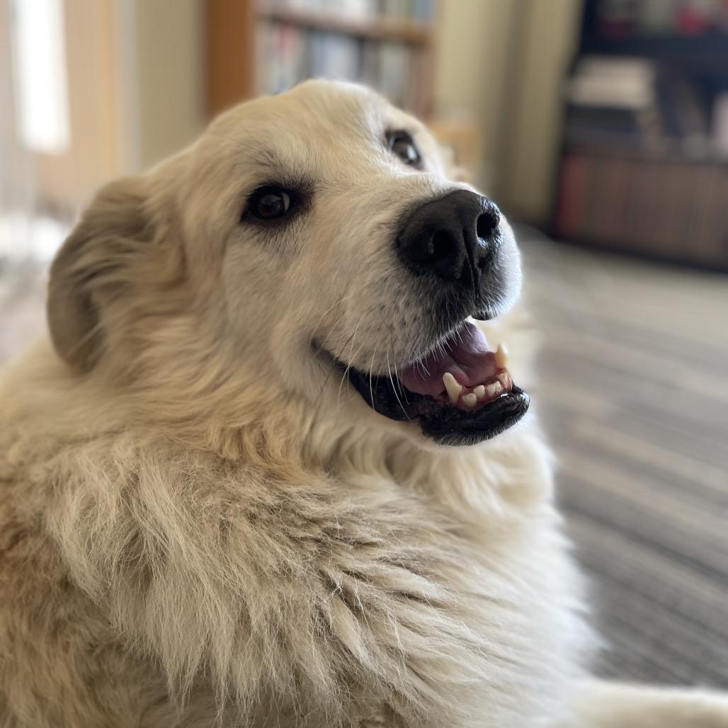 Enlarge Buddy, a Adoptable Great Pyrenees in St. Clair, MO image 3/6