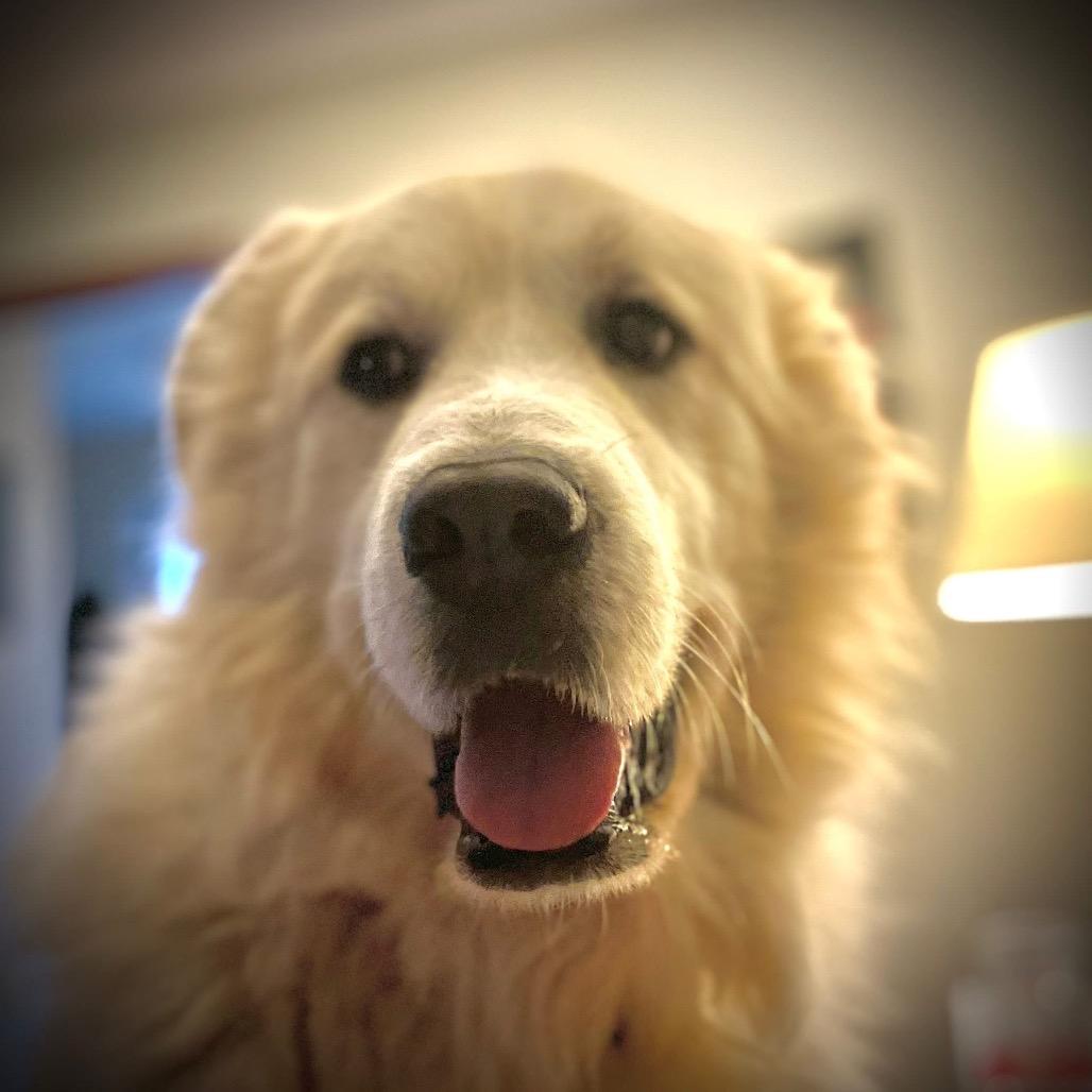 Enlarge Buddy, a Adoptable Great Pyrenees in St. Clair, MO image 4/6