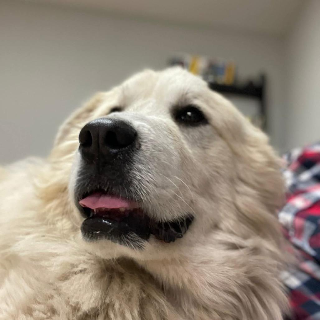 Enlarge Buddy, a Adoptable Great Pyrenees in St. Clair, MO image 3/4