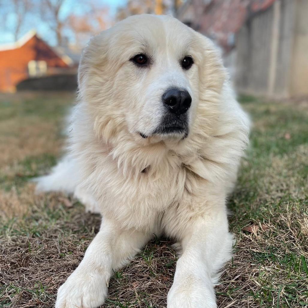 Enlarge Buddy, a Adoptable Great Pyrenees in St. Clair, MO image 5/6