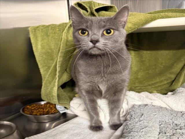 PORCINI, Adoptable, Adult Female Domestic Short Hair.