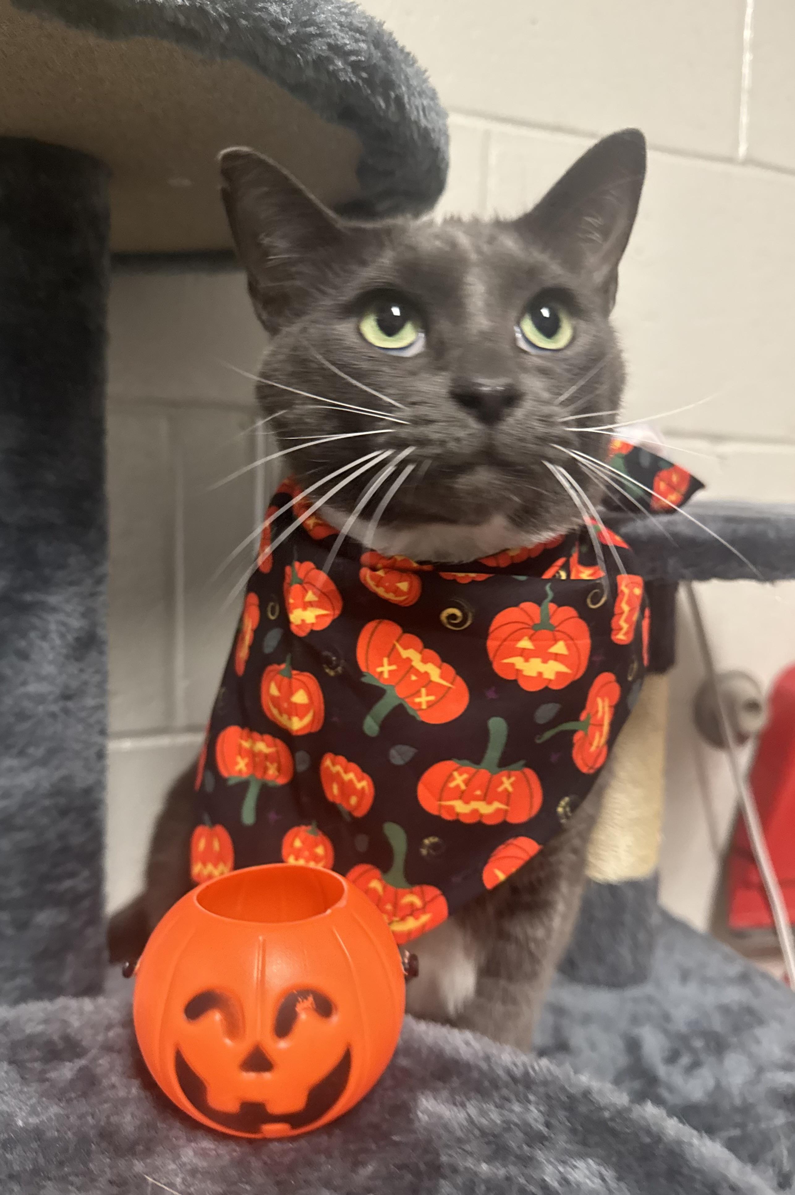 mellow, Adoptable, Adult Female Domestic Short Hair.