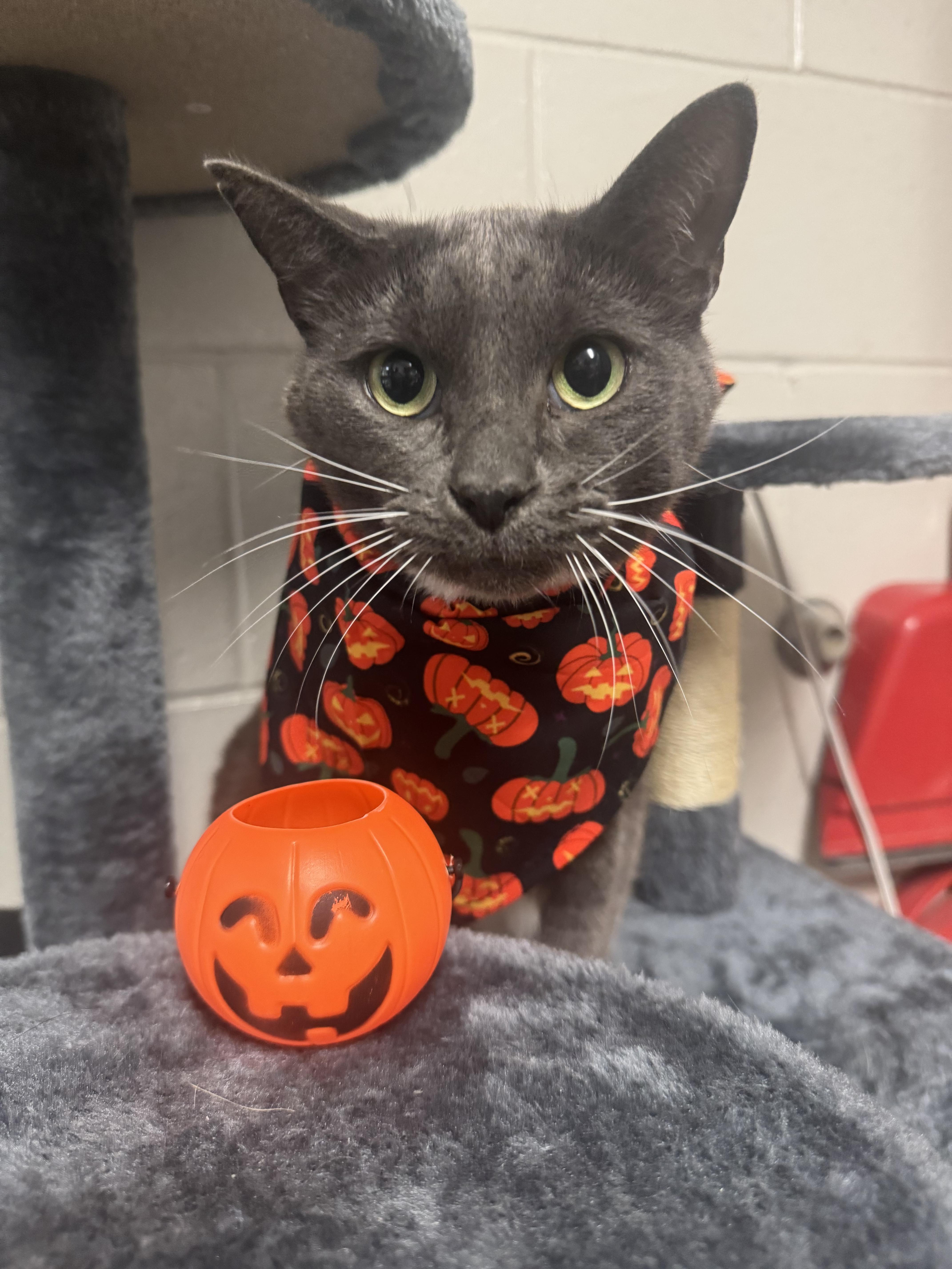 Enlarge mellow, a Adoptable Domestic Short Hair in Blair, NE image 2/2