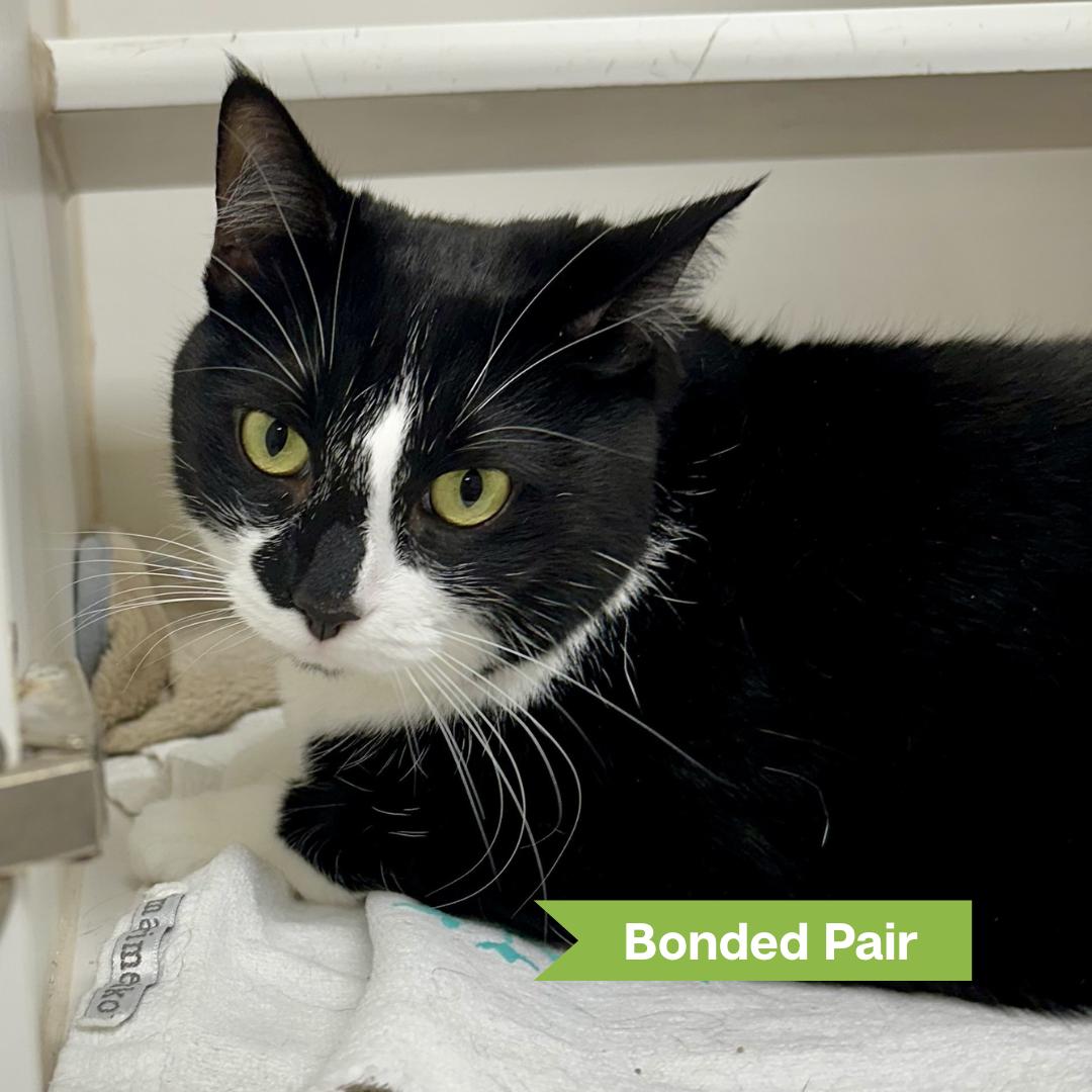 Roxie (bonded w/ Walker)