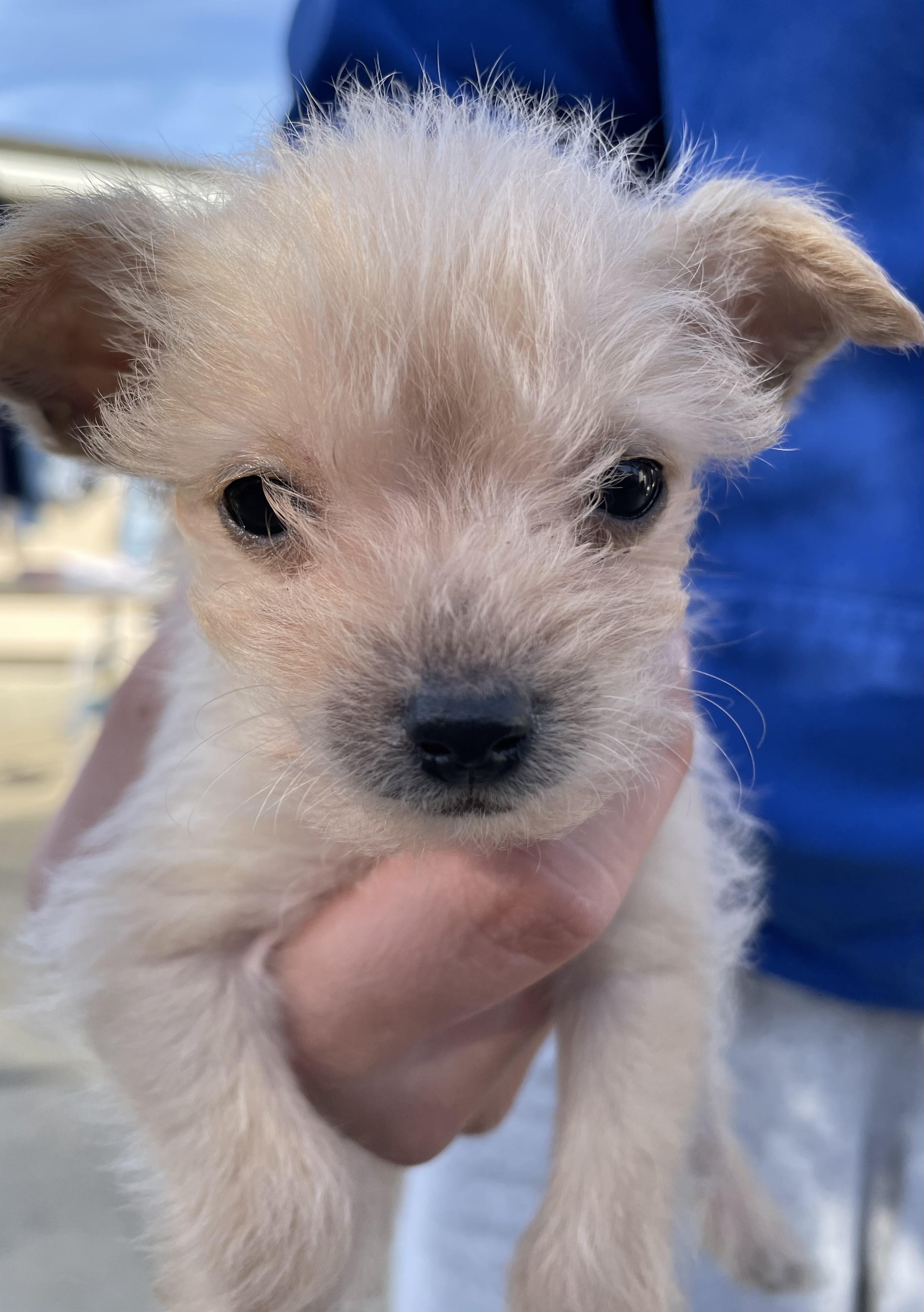 Jack-Jack (The Incredibles), ADOPTABLE, Puppy Male Terrier.