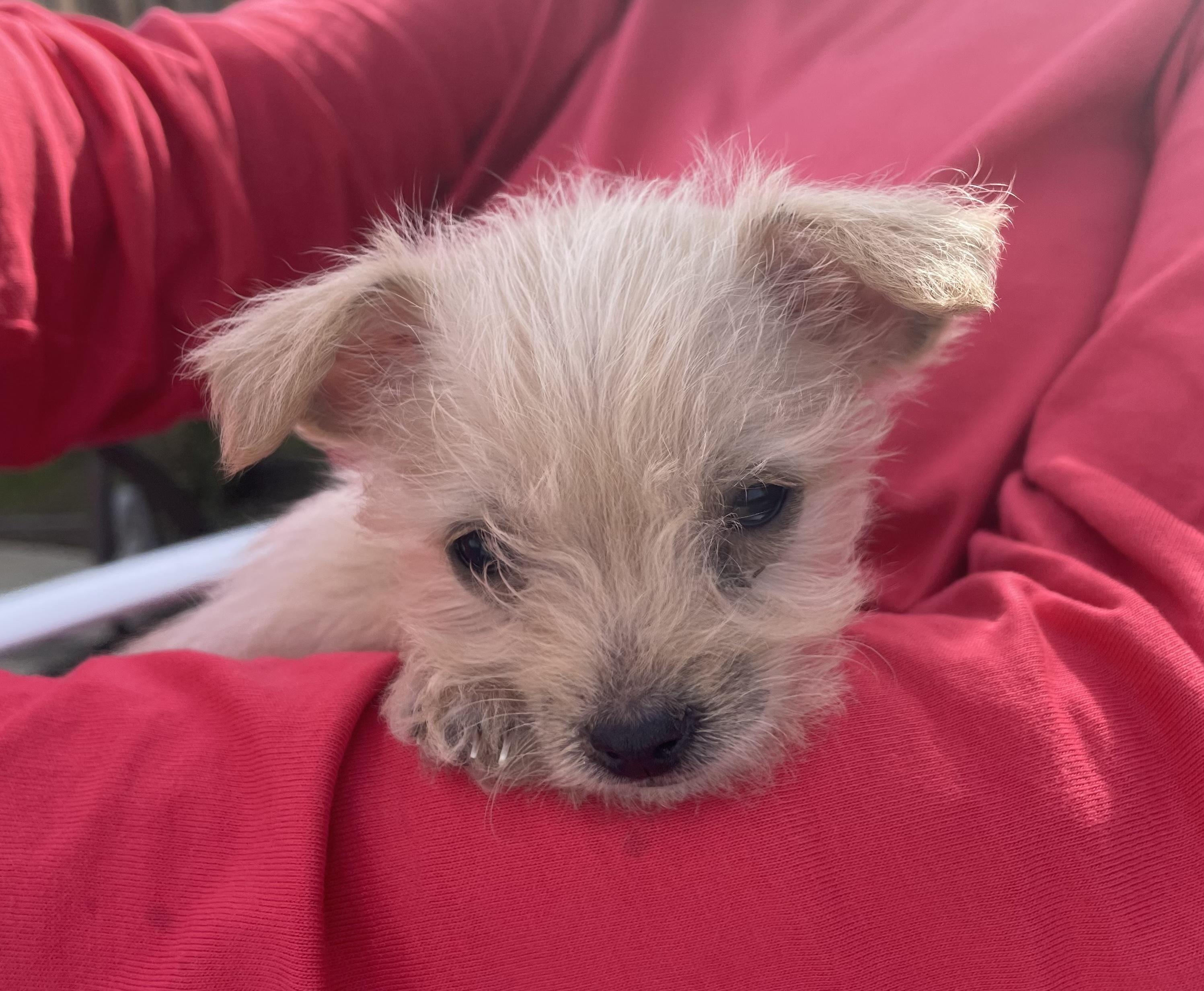 Jack-Jack (The Incredibles), adopted, Puppy Male Terrier.
