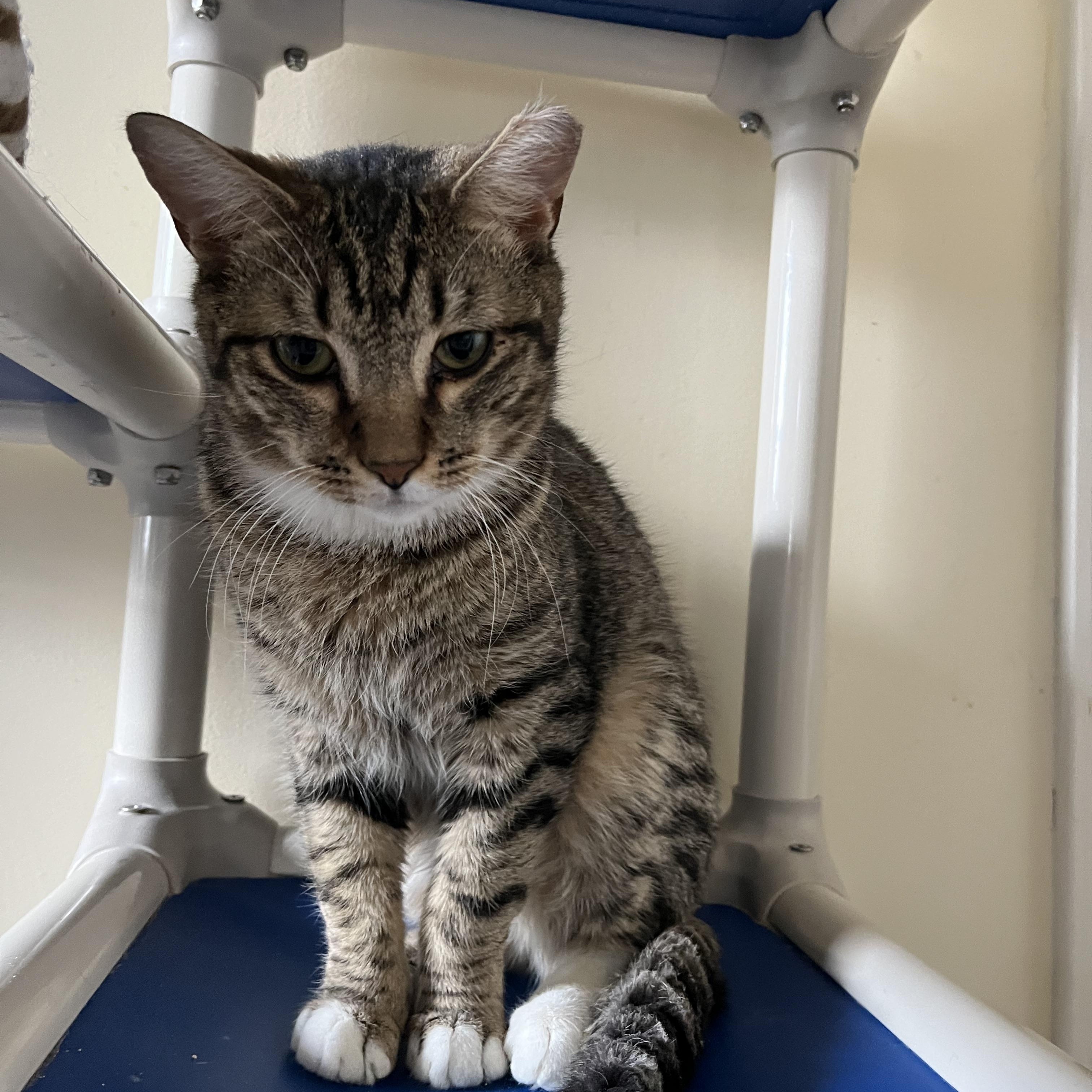 Chuckie Finster , a Adoptable Domestic Short Hair in Salisbury, MA image 6/6