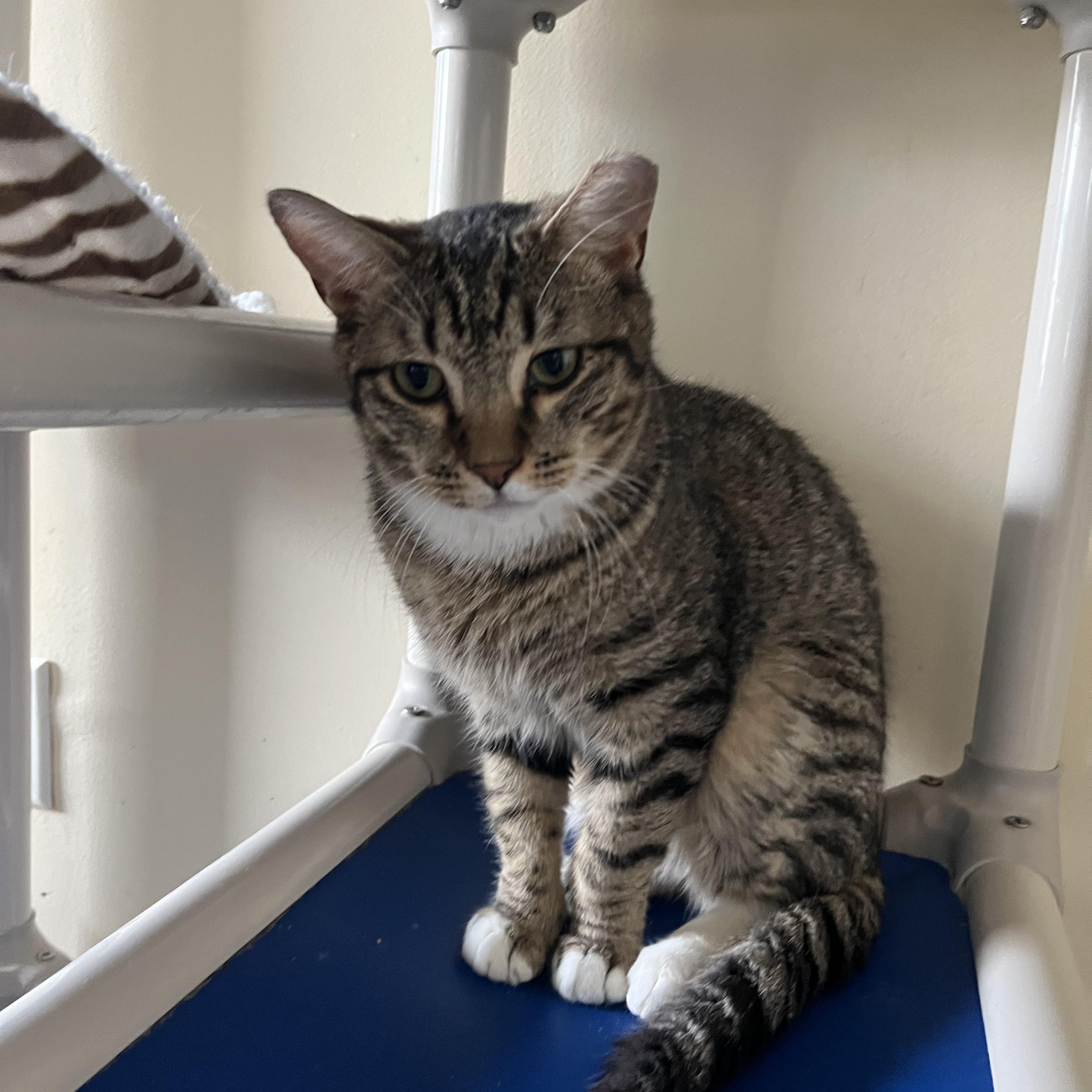 Chuckie Finster , a Adoptable Domestic Short Hair in Salisbury, MA image 5/6