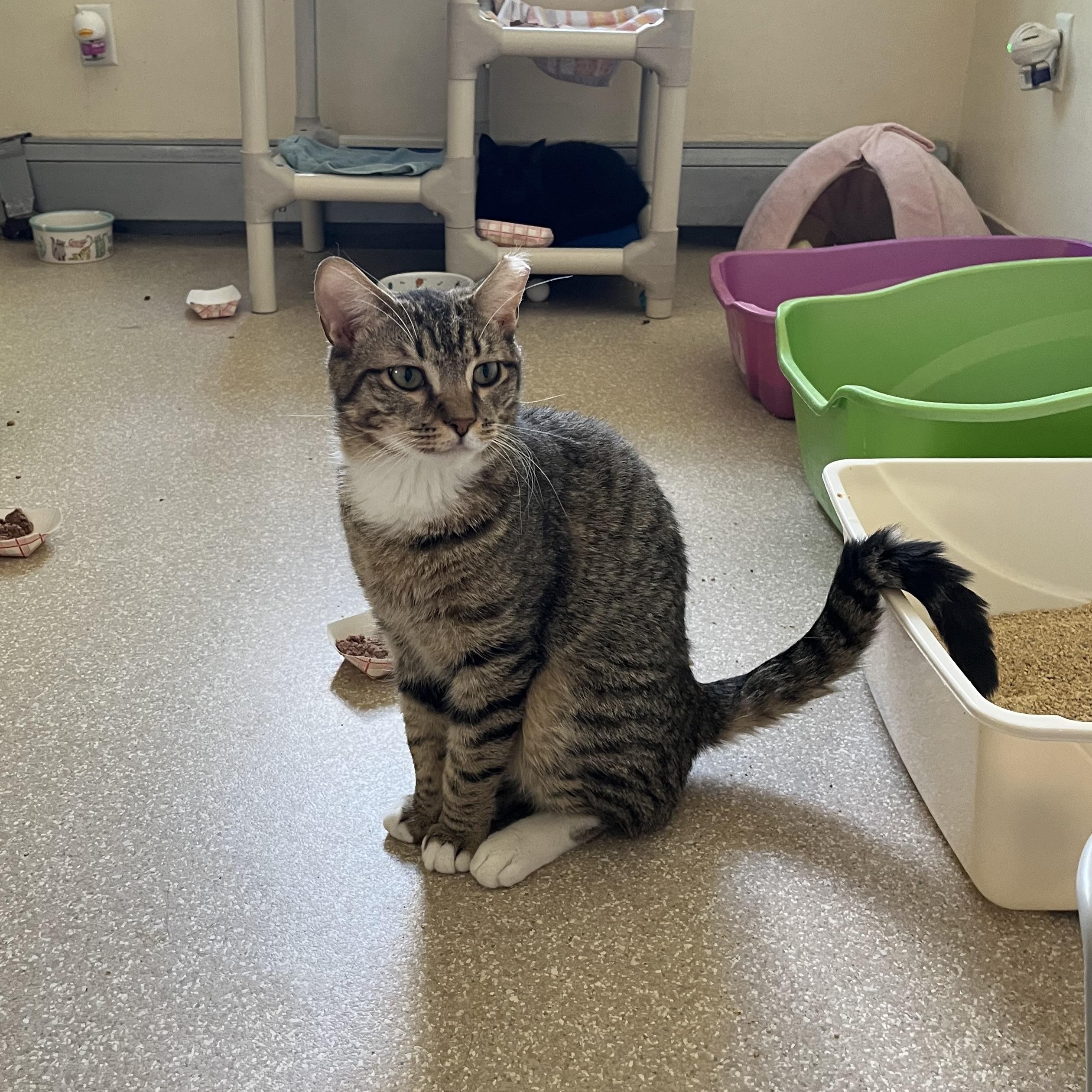 Chuckie Finster , a Adoptable Domestic Short Hair in Salisbury, MA image 4/6