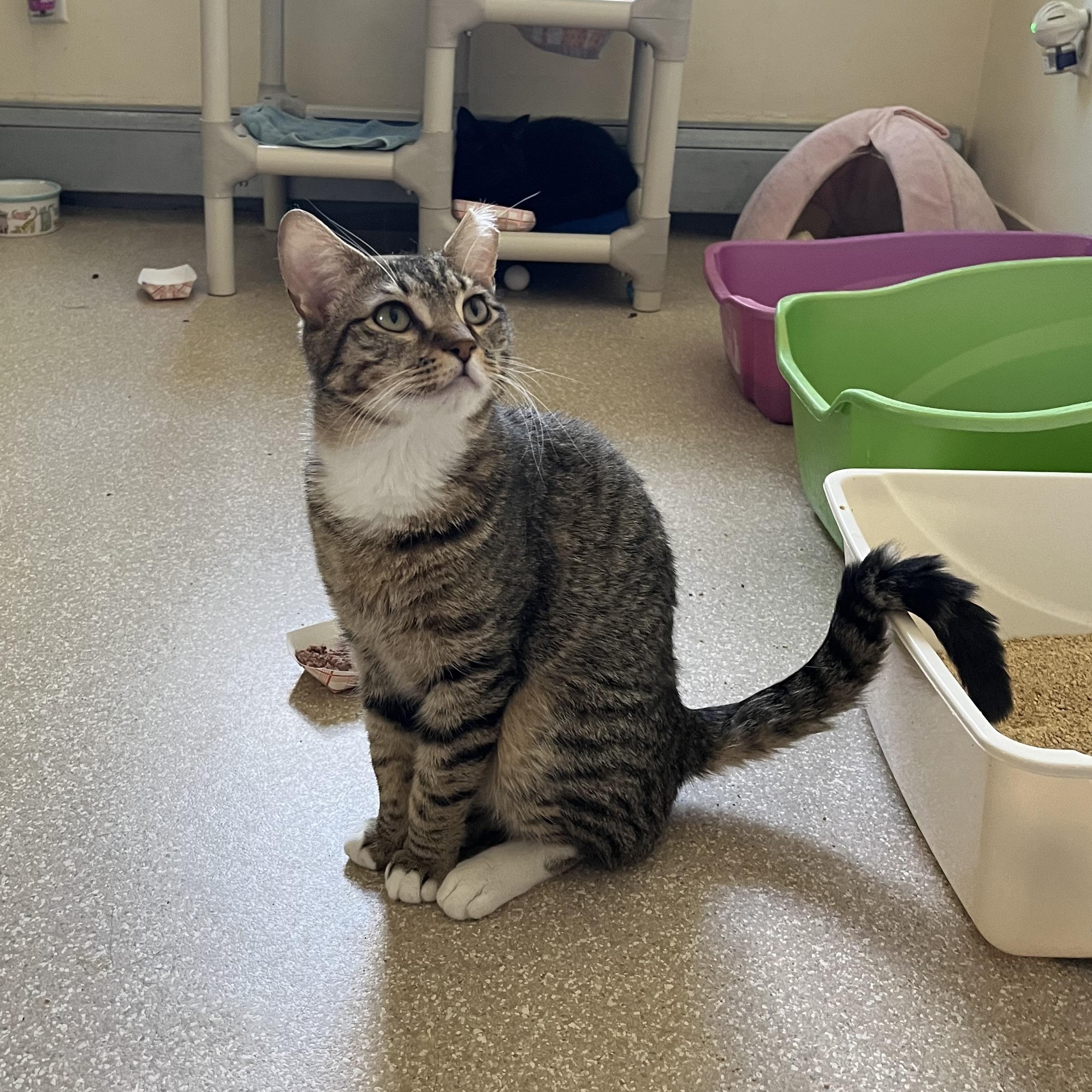 Chuckie Finster , Adoptable, Adult Male Domestic Short Hair.