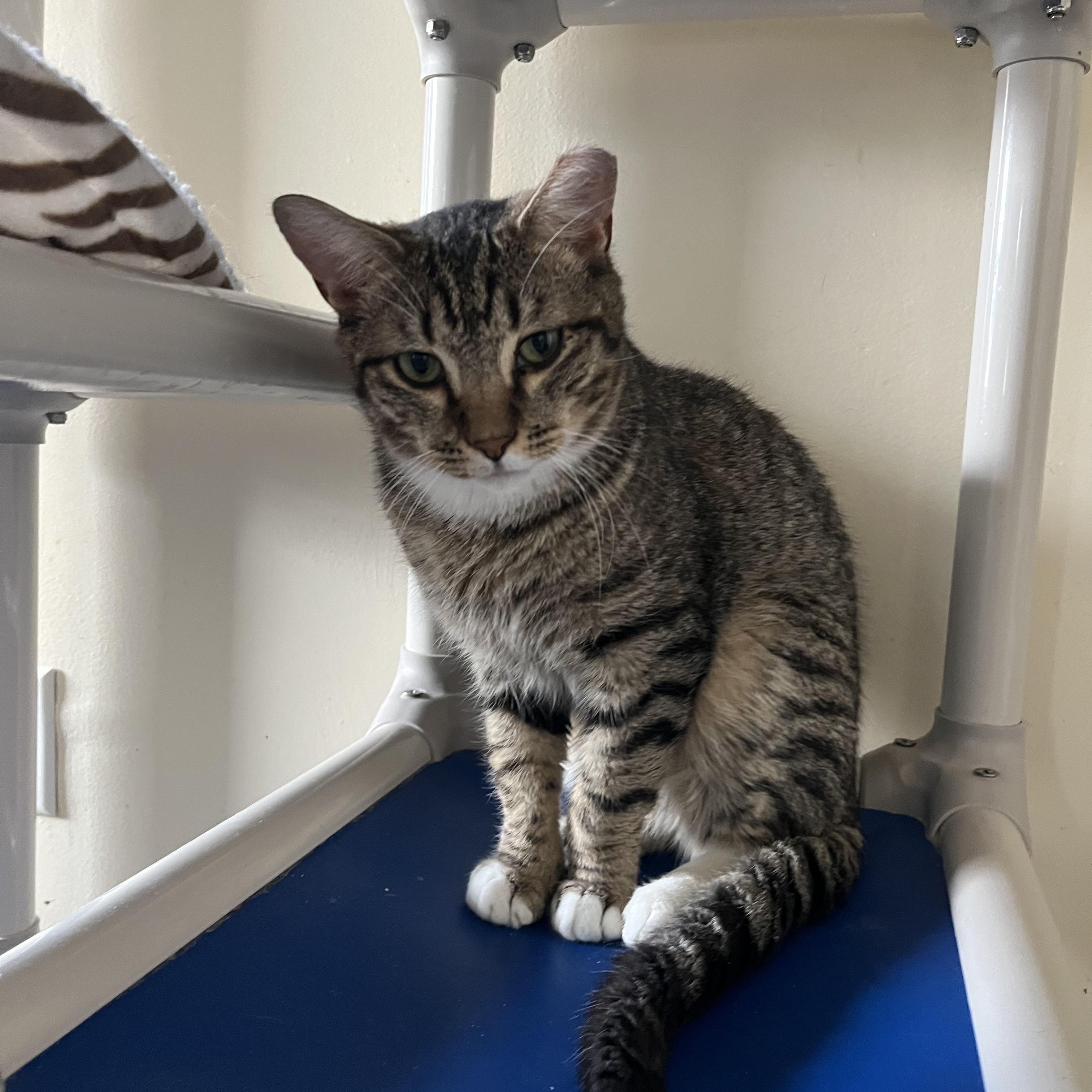 Chuckie Finster , a Adoptable Domestic Short Hair in Salisbury, MA image 3/6