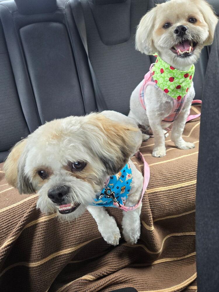 Enlarge ROXY  (BONDED WITH JACKSON), a Adoptable Shih Tzu in Pomona, CA image 1/3