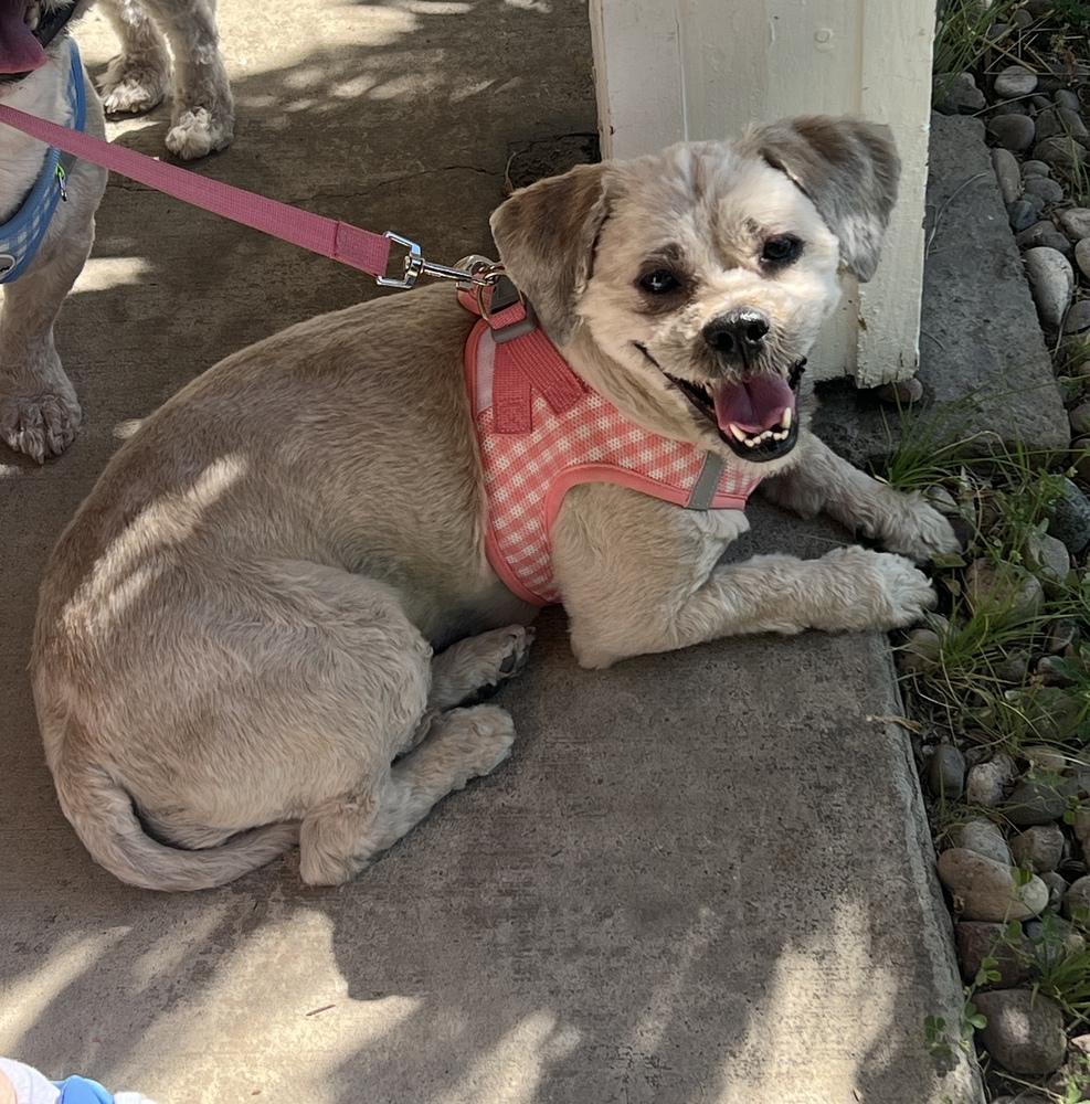 Enlarge ROXY  (BONDED WITH JACKSON), a Adoptable Shih Tzu in Pomona, CA image 2/3