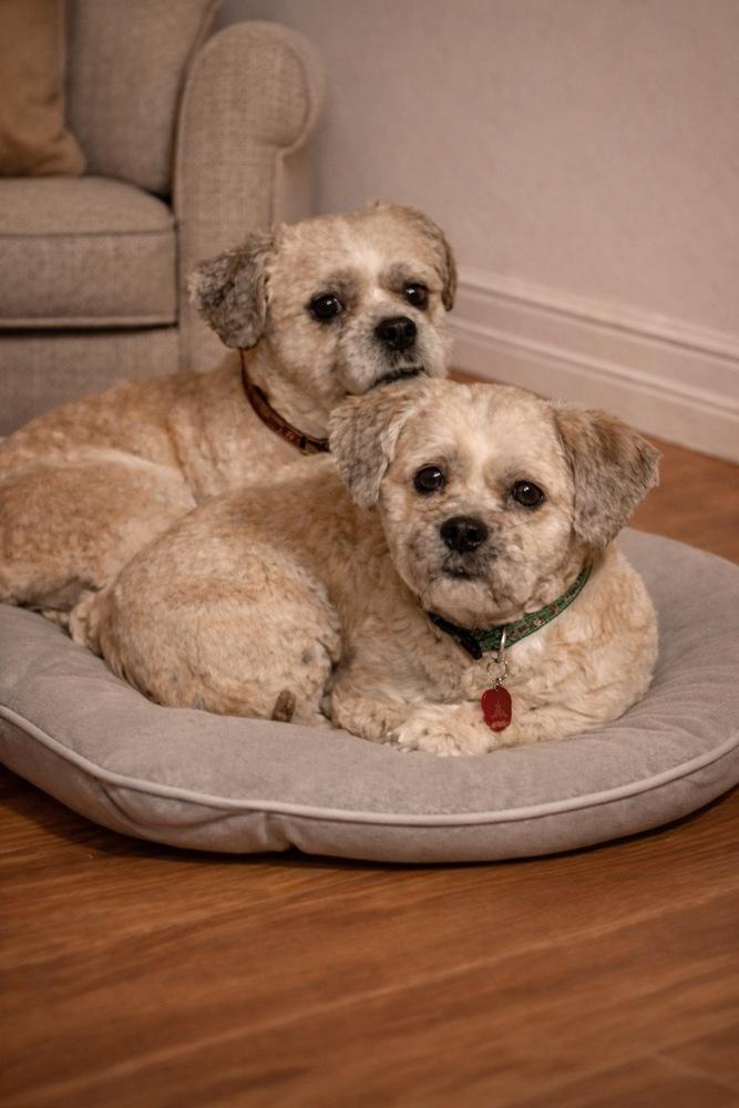 Enlarge ROXY  (BONDED WITH JACKSON), a Adoptable Shih Tzu in Pomona, CA image 4/5