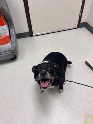 Rainbow Brite, Adoptable, Adult Female Pit Bull Terrier & Mixed Breed.