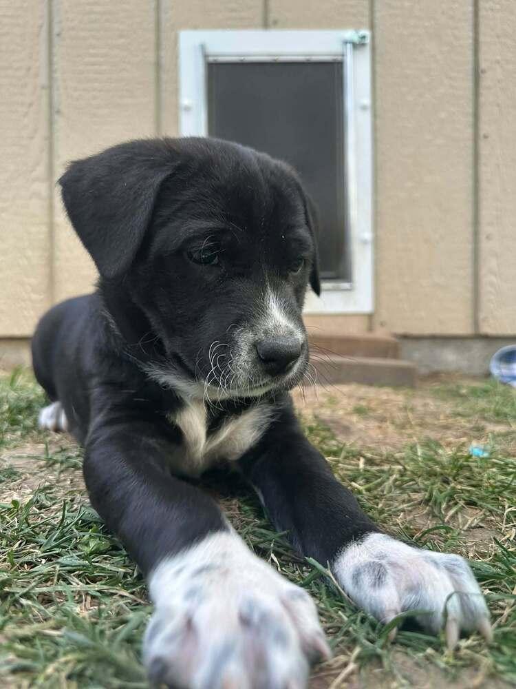Juno, Adoptable, Puppy Female Labrador Retriever.