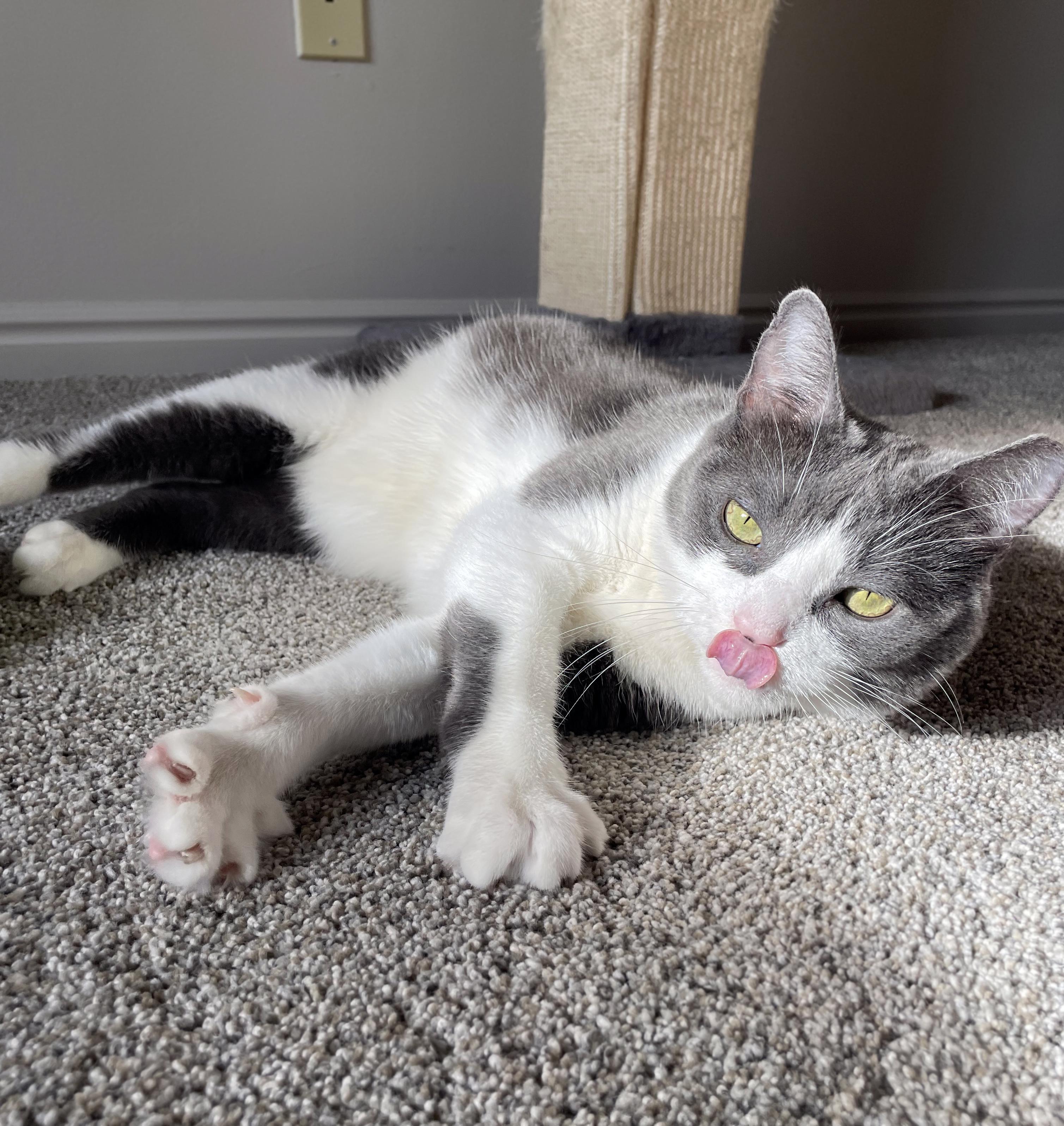 Enlarge Astrid, a Adoptable Domestic Short Hair in Centerville, UT image 5/6