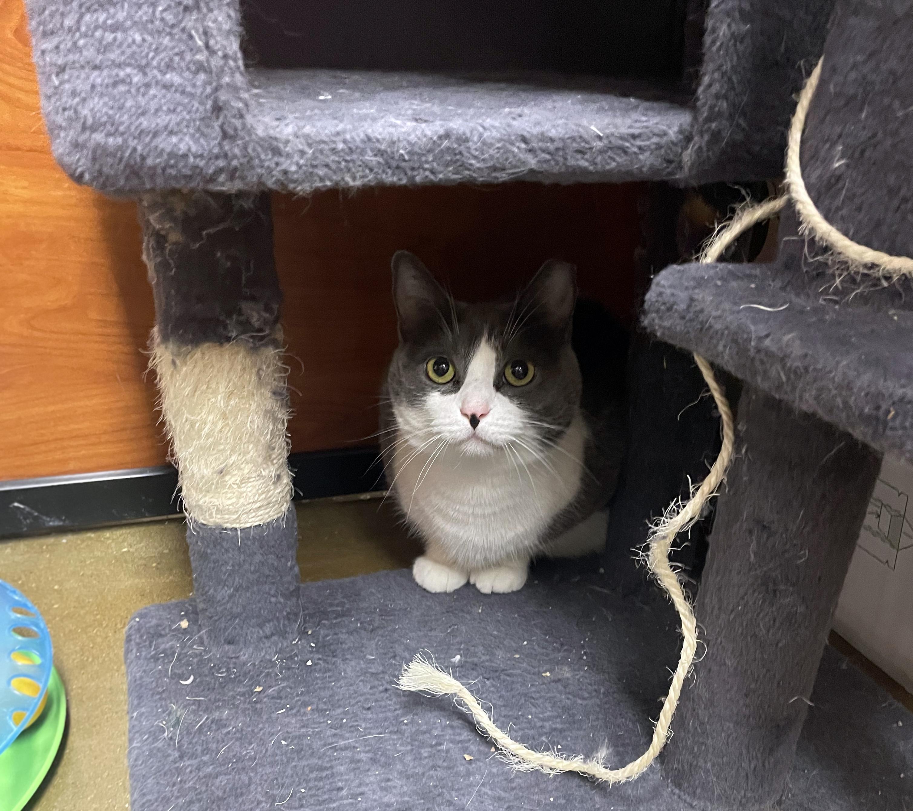 Enlarge Astrid, a ADOPTABLE Domestic Short Hair in Centerville, UT image 2/4