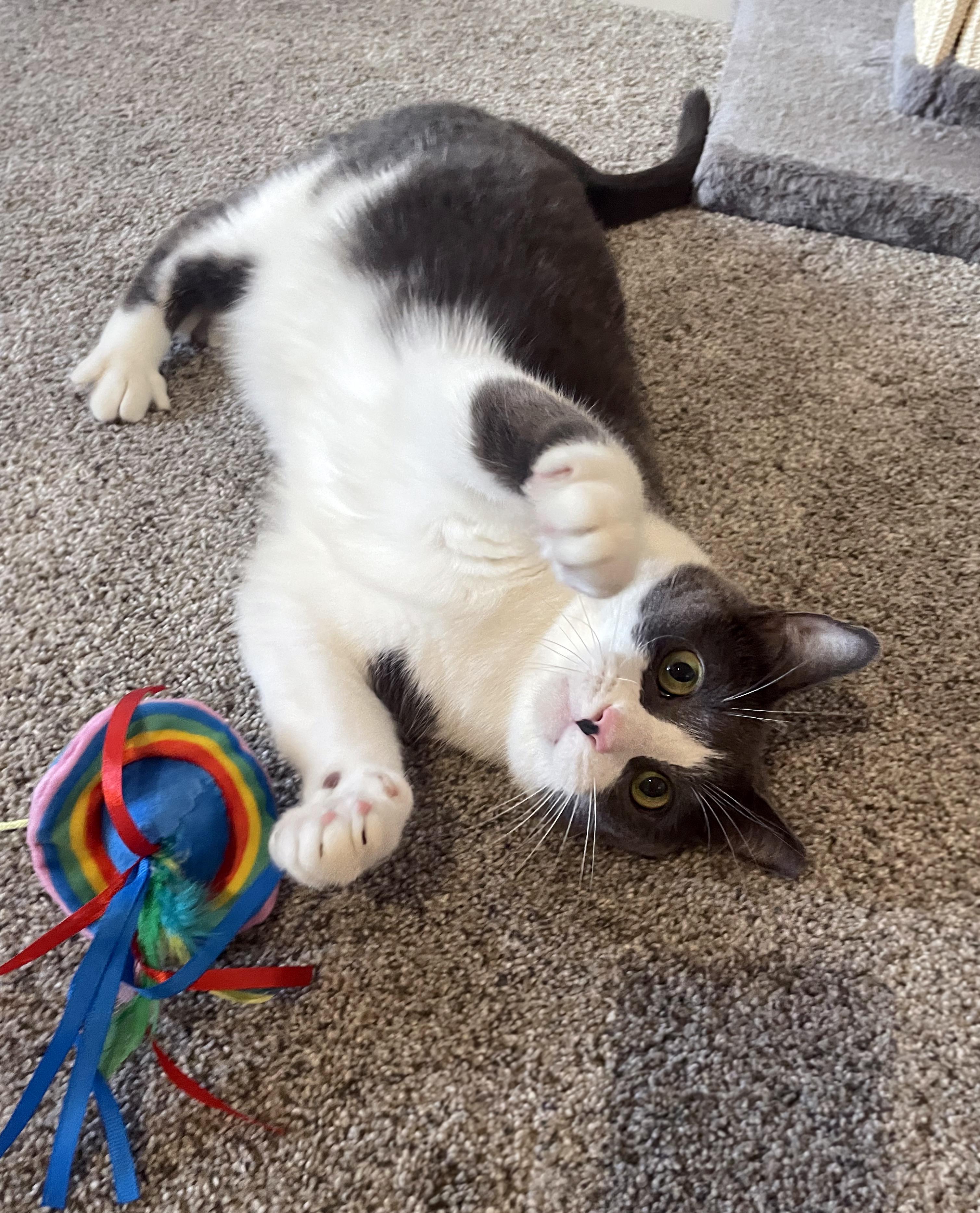 Enlarge Astrid, a Adoptable Domestic Short Hair in Centerville, UT image 3/6