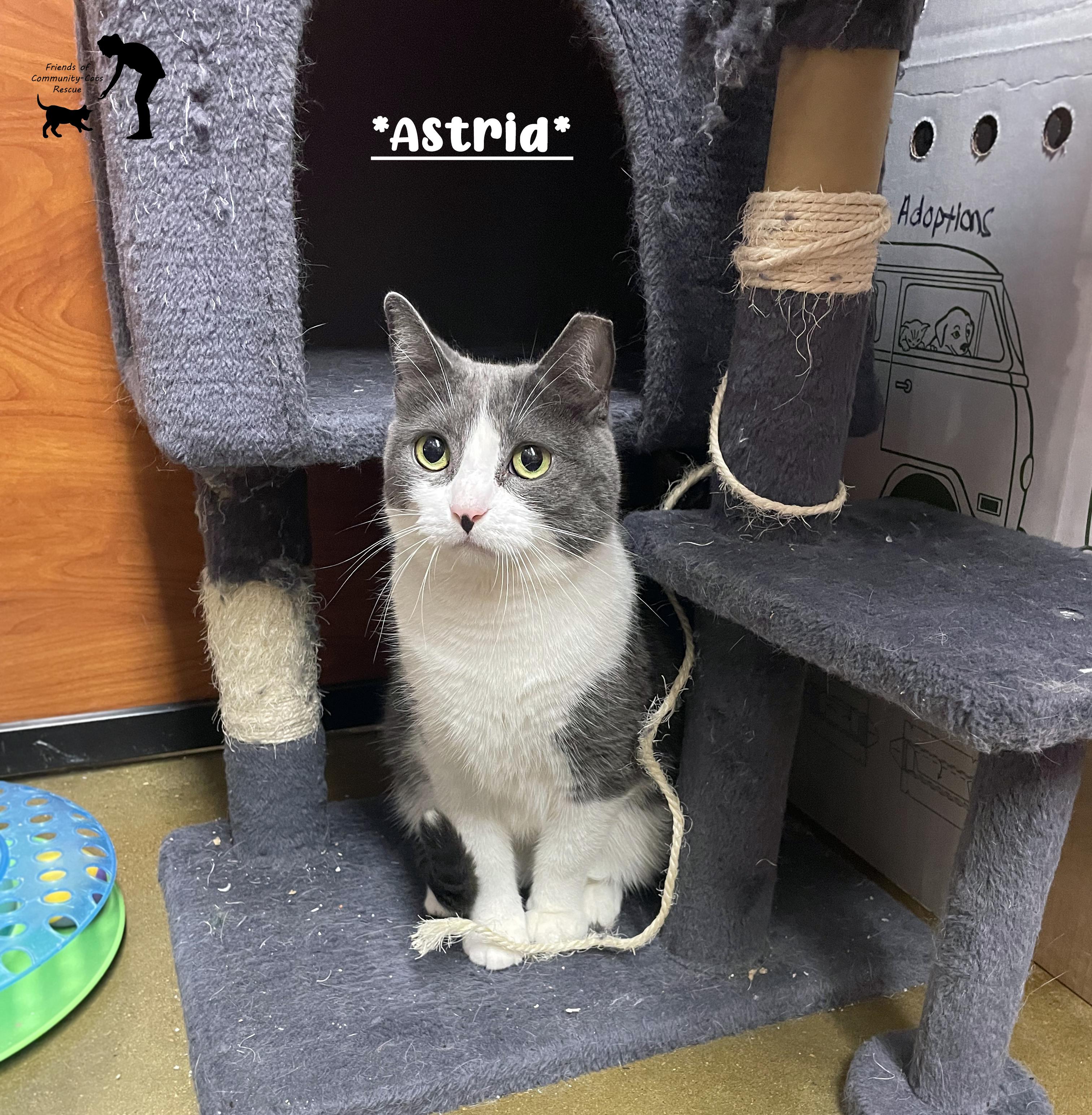 Astrid, ADOPTABLE, Adult Female Domestic Short Hair.