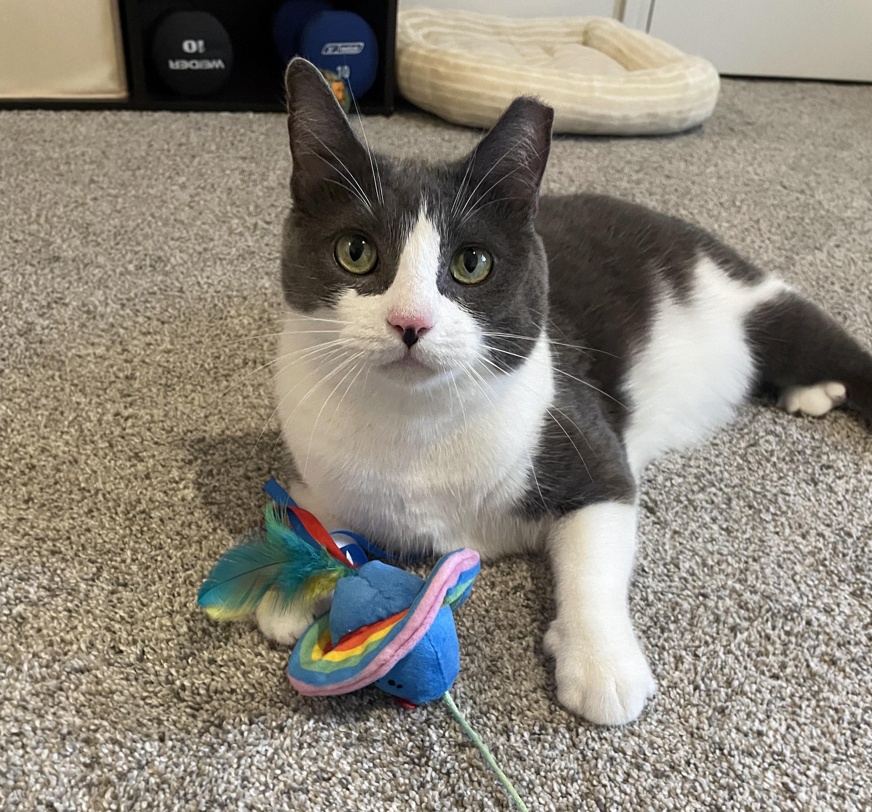 Enlarge Astrid, a Adoptable Domestic Short Hair in Centerville, UT image 4/6