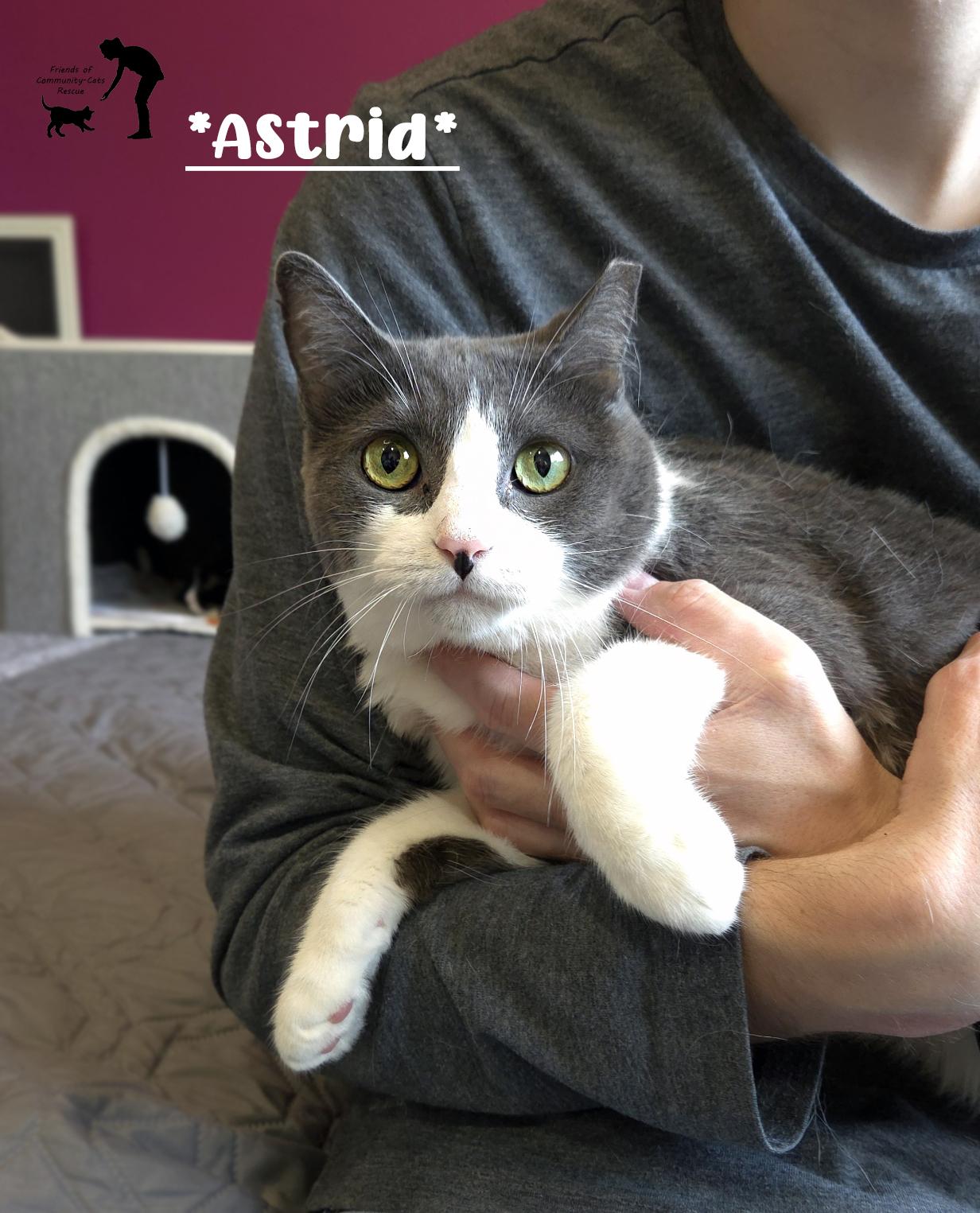 Enlarge Astrid, a ADOPTABLE Domestic Short Hair in Centerville, UT image 1/1