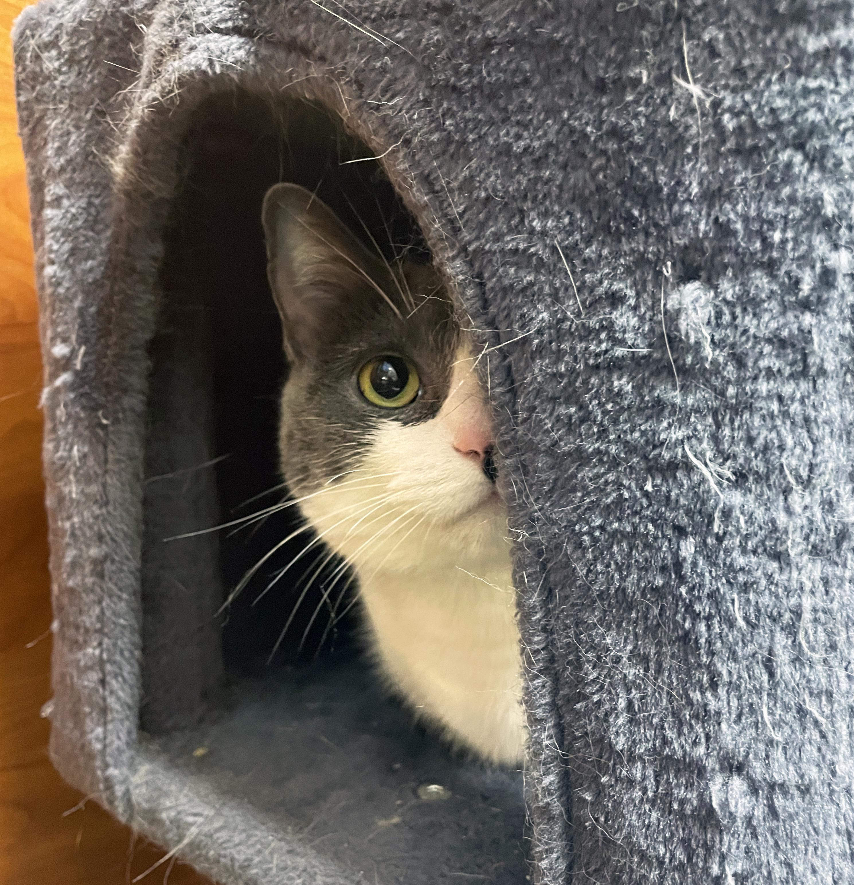 Enlarge Astrid, a ADOPTABLE Domestic Short Hair in Centerville, UT image 3/4