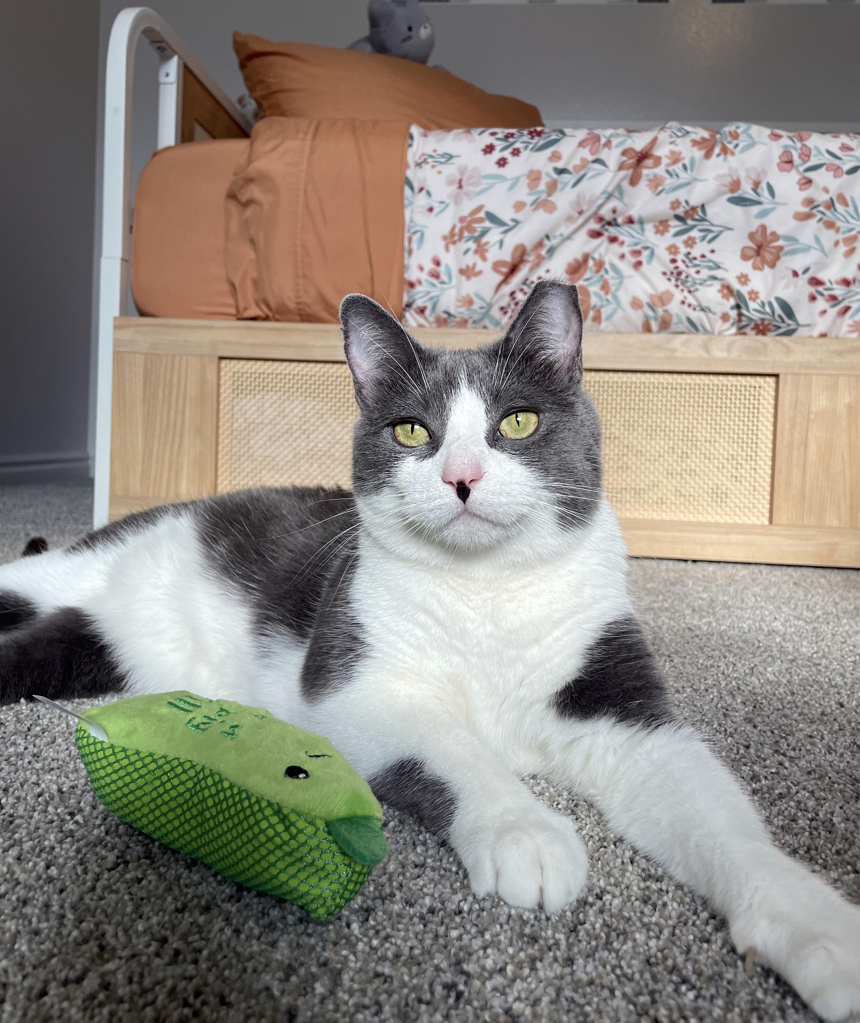 Enlarge Astrid, a Adoptable Domestic Short Hair in Centerville, UT image 2/6