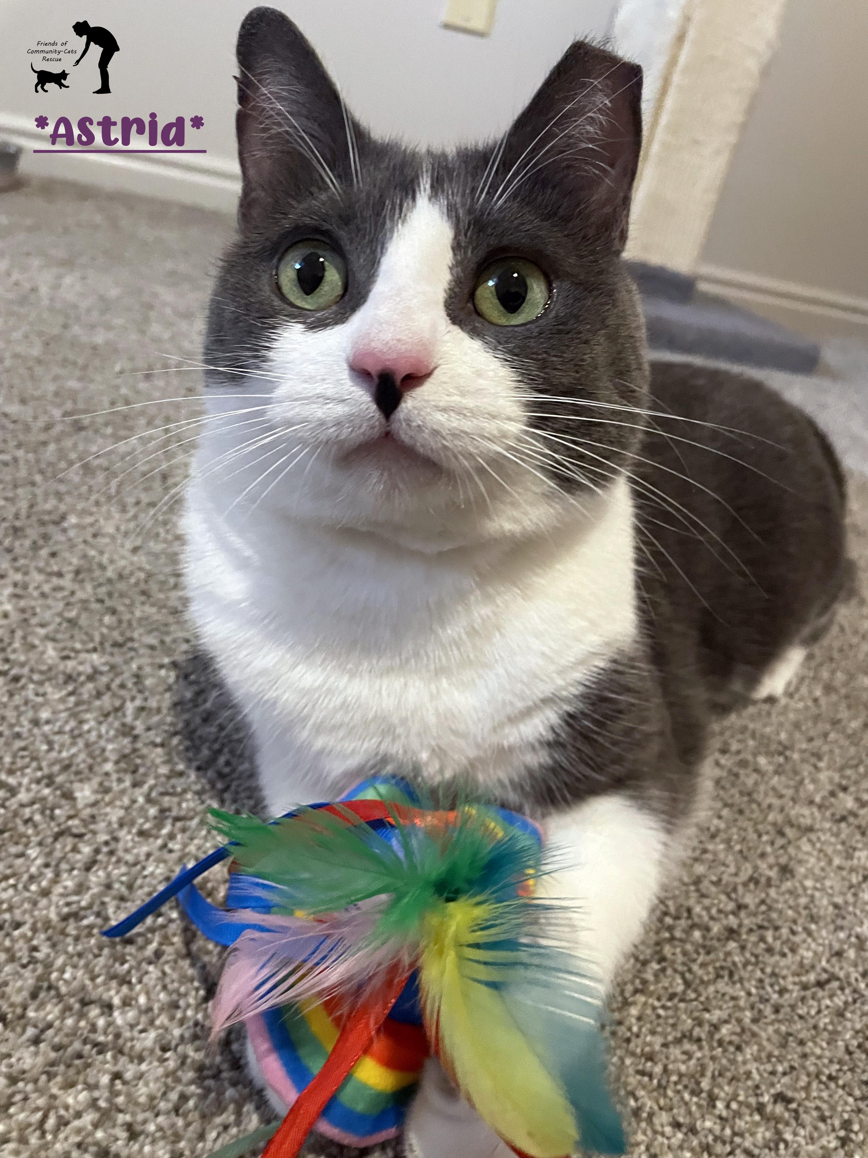 Enlarge Astrid, a Adoptable Domestic Short Hair in Centerville, UT image 1/6