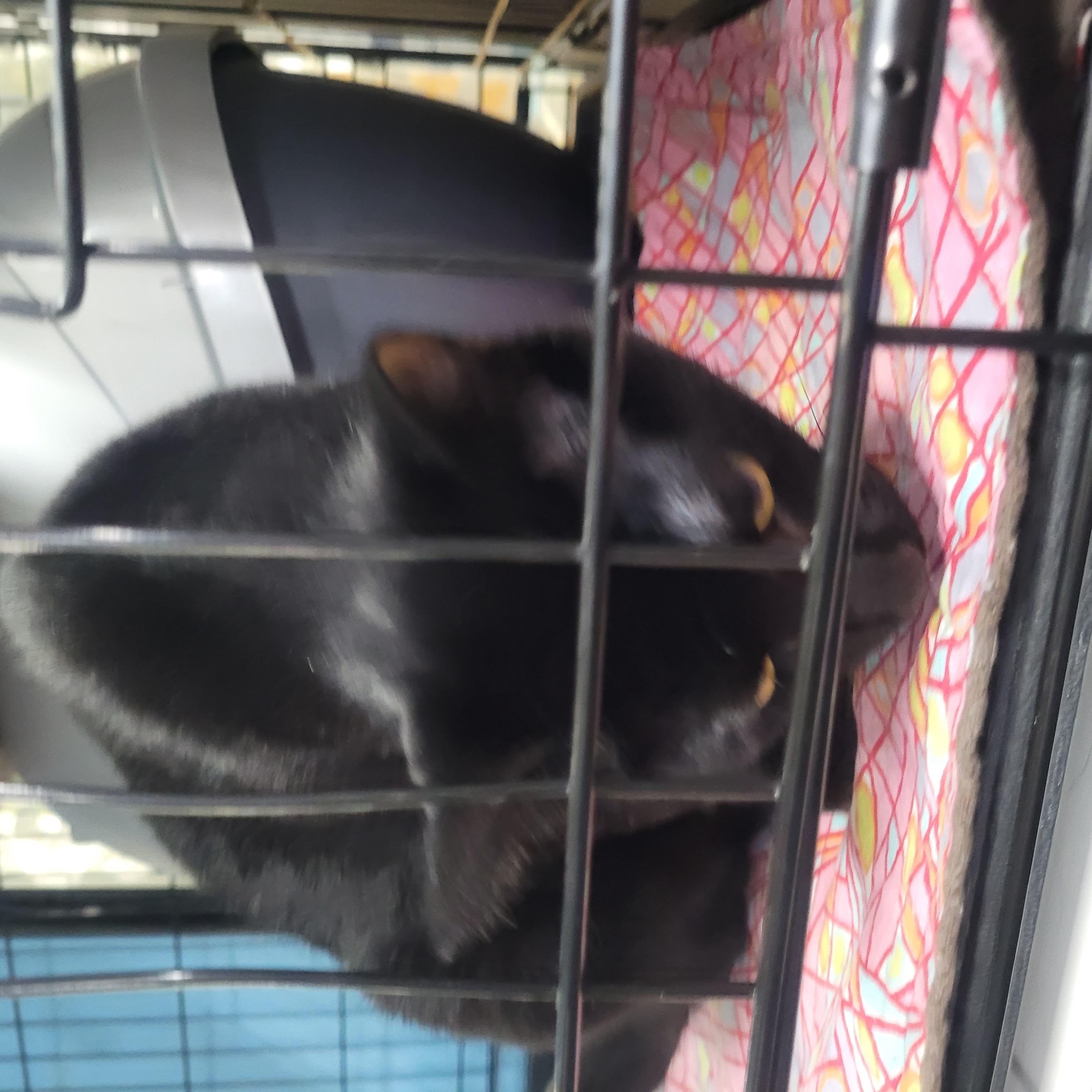 Velvet, an adopted Domestic Short Hair in Chehalis, WA image 2/3