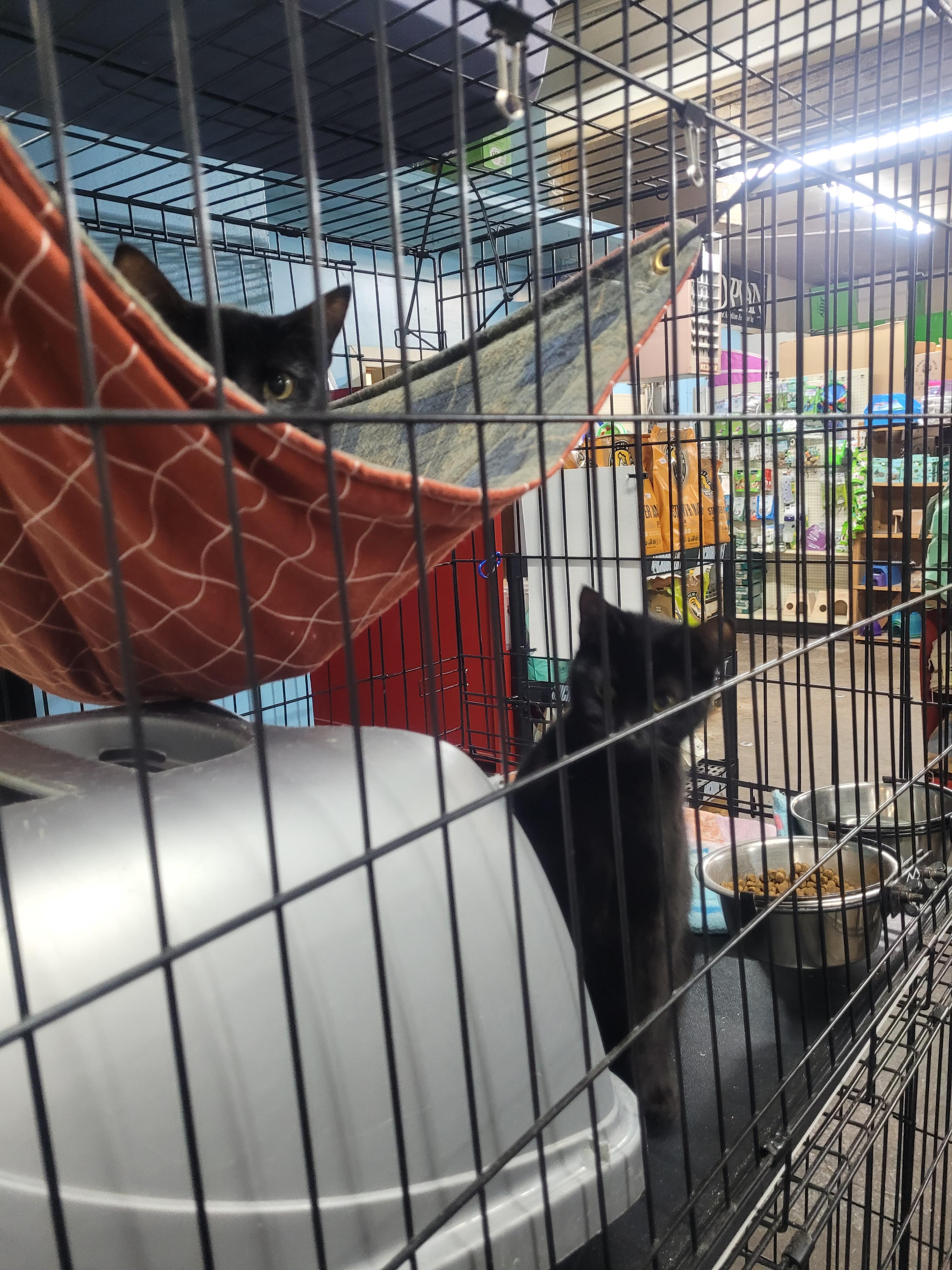 Velvet, an adopted Domestic Short Hair in Chehalis, WA image 3/3