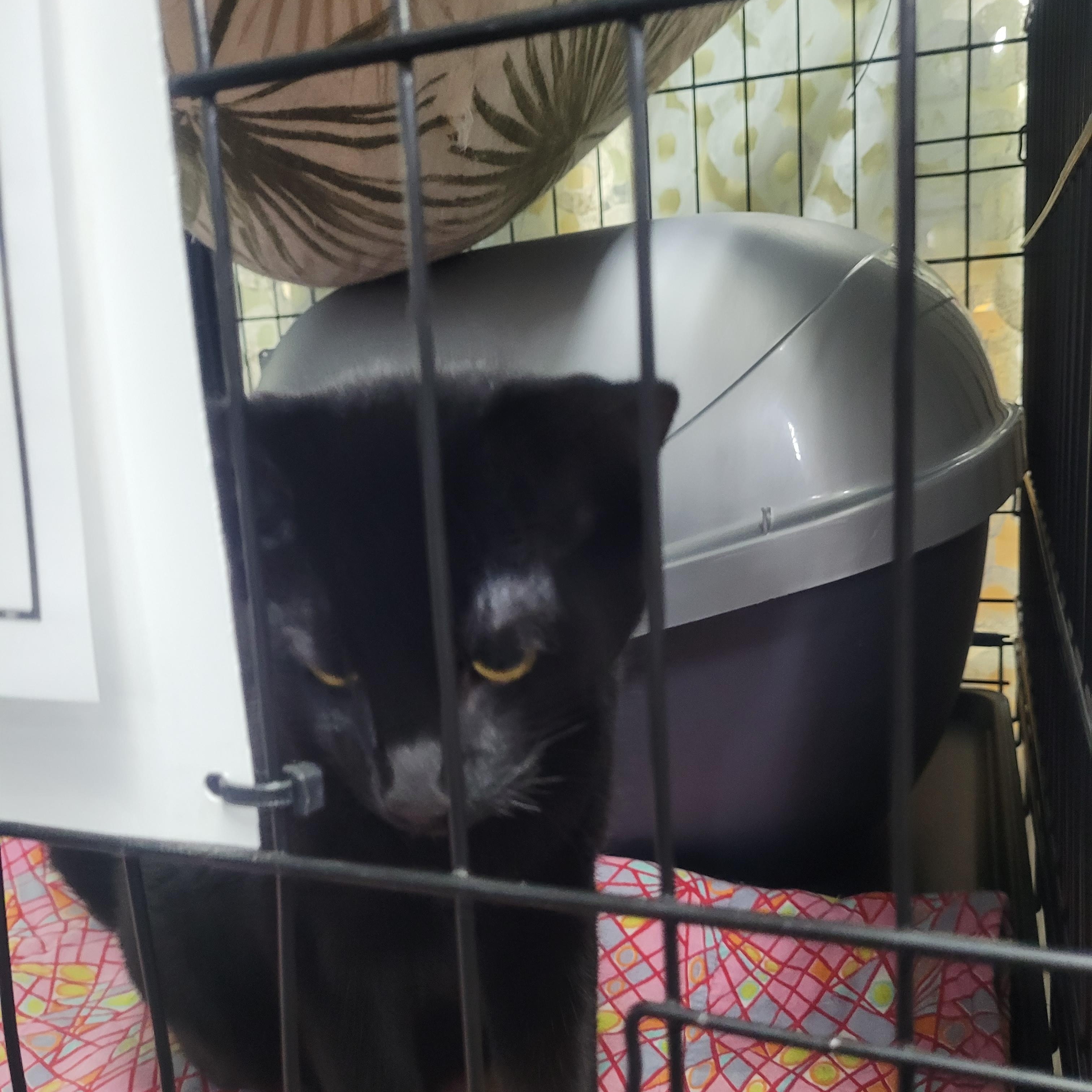 Velvet, adopted, Young Female Domestic Short Hair.