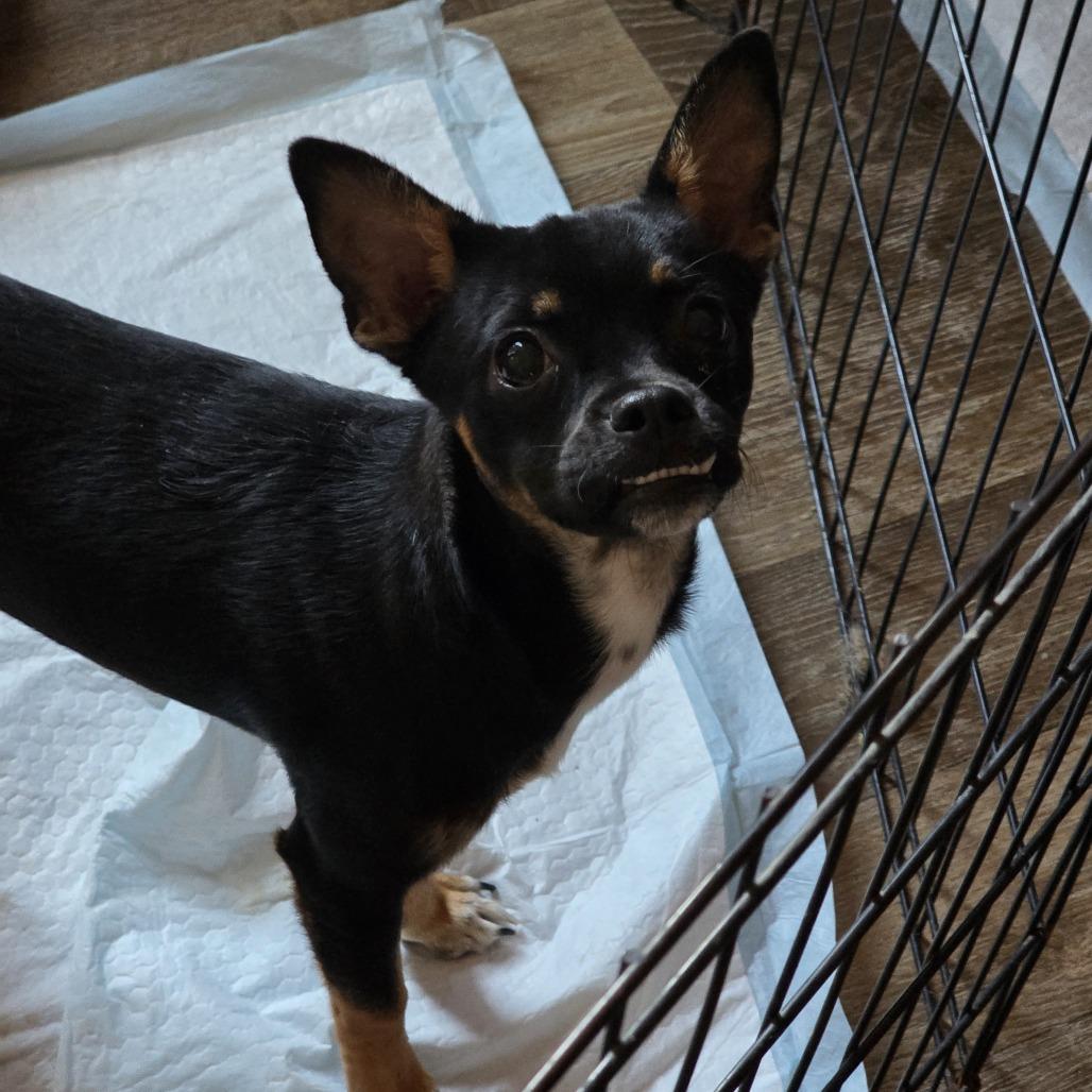 Enlarge Kato, a Adoptable mixed breed in Oxford, ME image 1/2