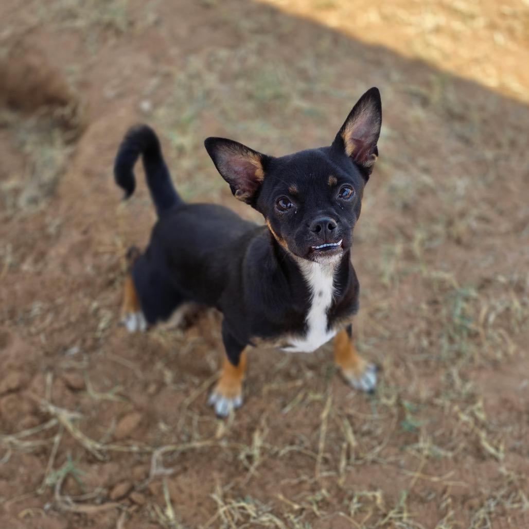 Enlarge Kato, a Adoptable mixed breed in Oxford, ME image 2/2
