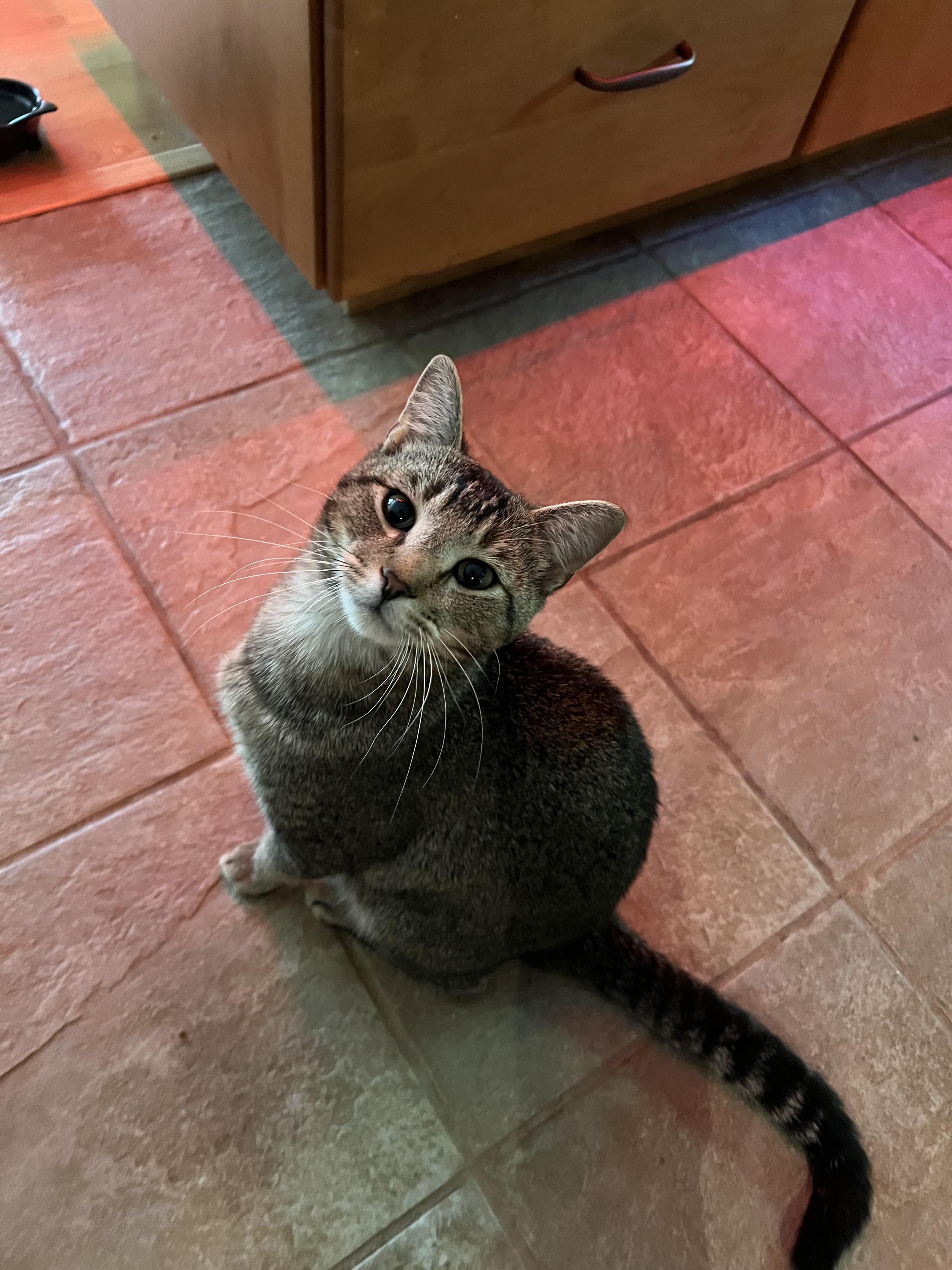 Enlarge Juniper, an adopted Domestic Short Hair in Tampa, FL image 3/6