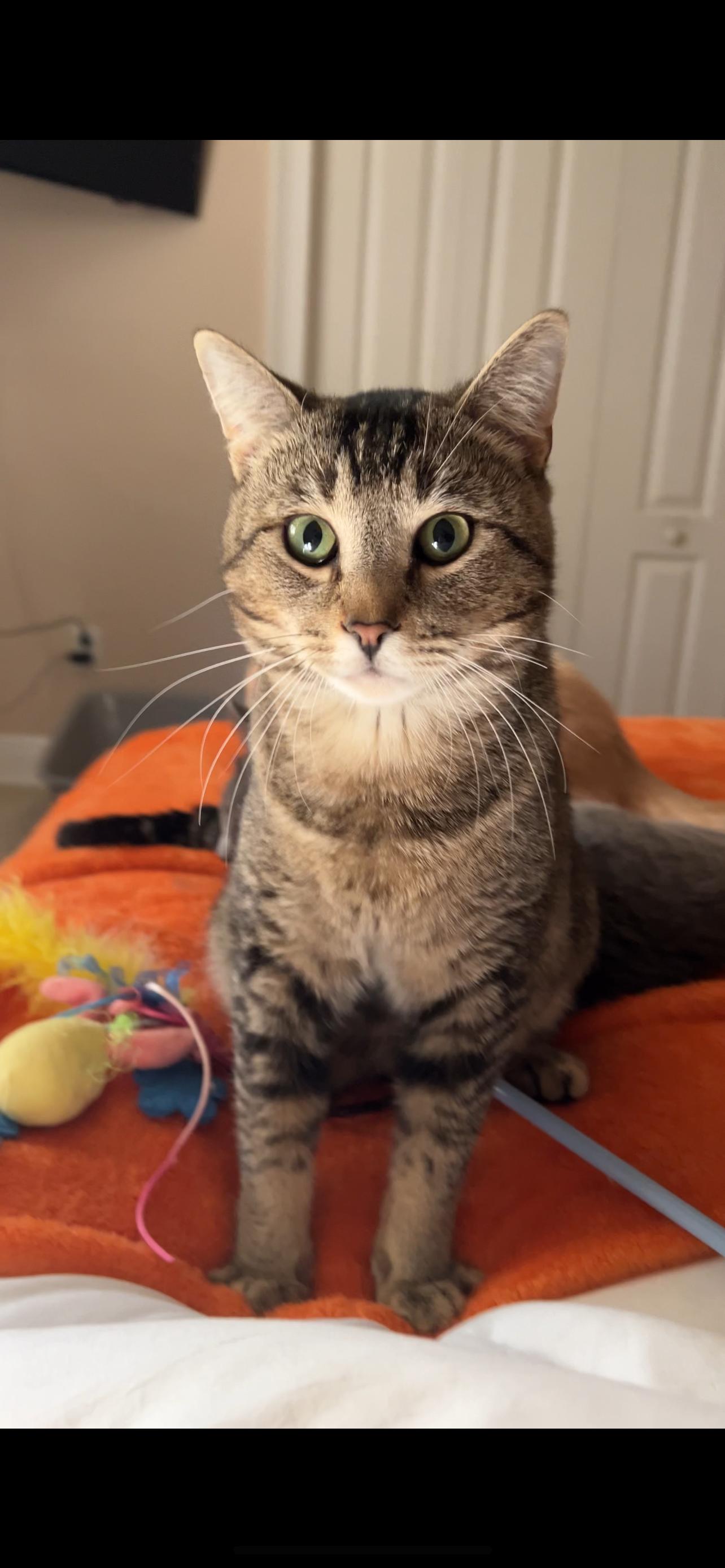 Enlarge Juniper, an adopted Domestic Short Hair in Tampa, FL image 5/6