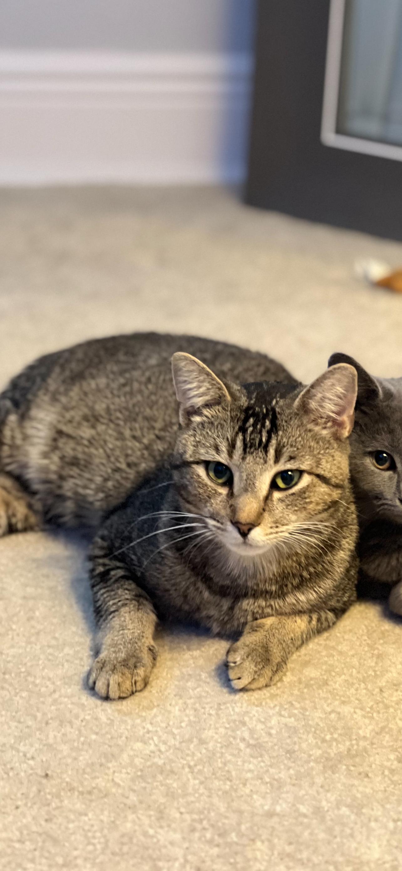 Juniper, adopted, Young Male Domestic Short Hair.