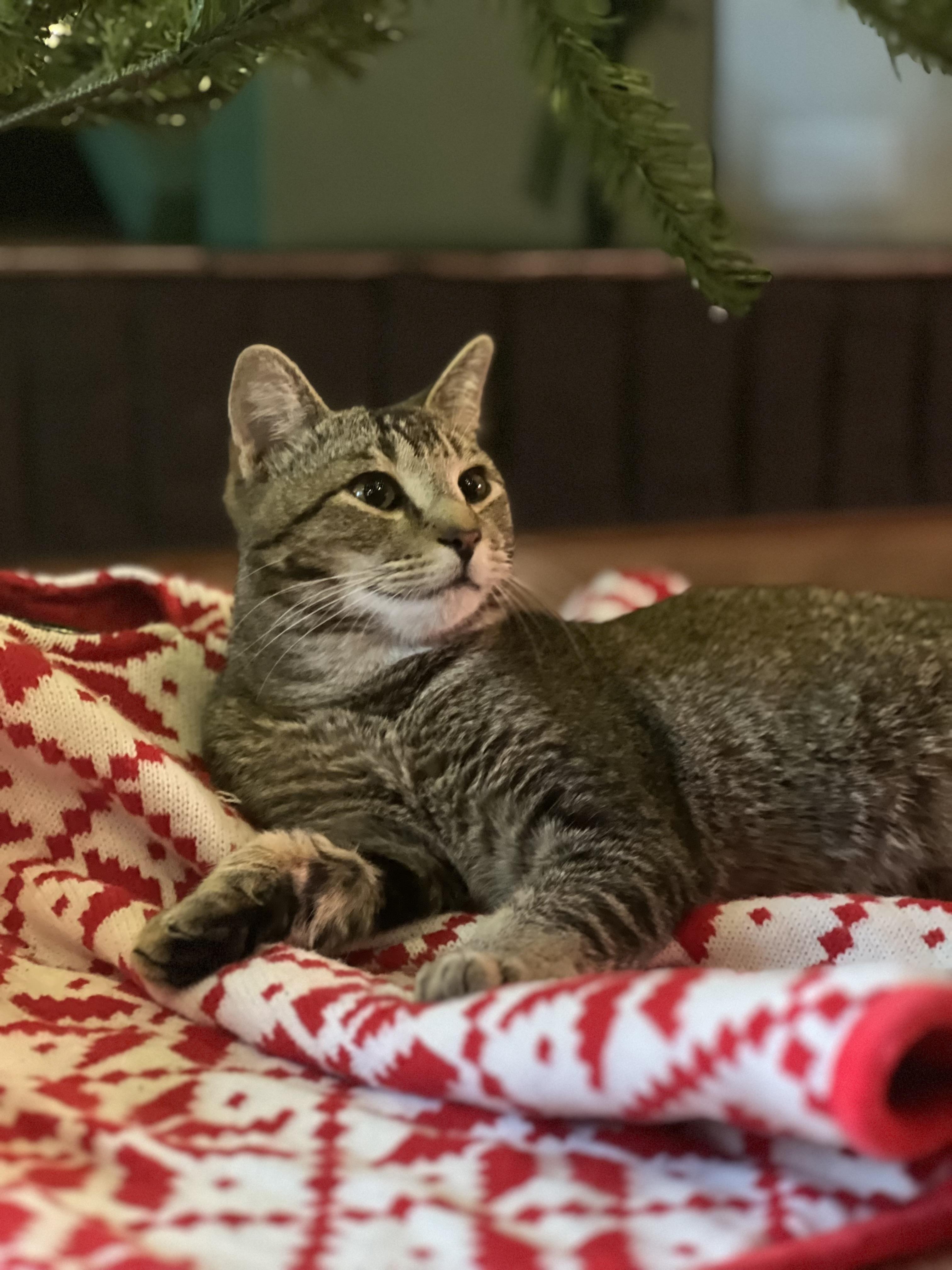 Enlarge Juniper, an adopted Domestic Short Hair in Tampa, FL image 6/6