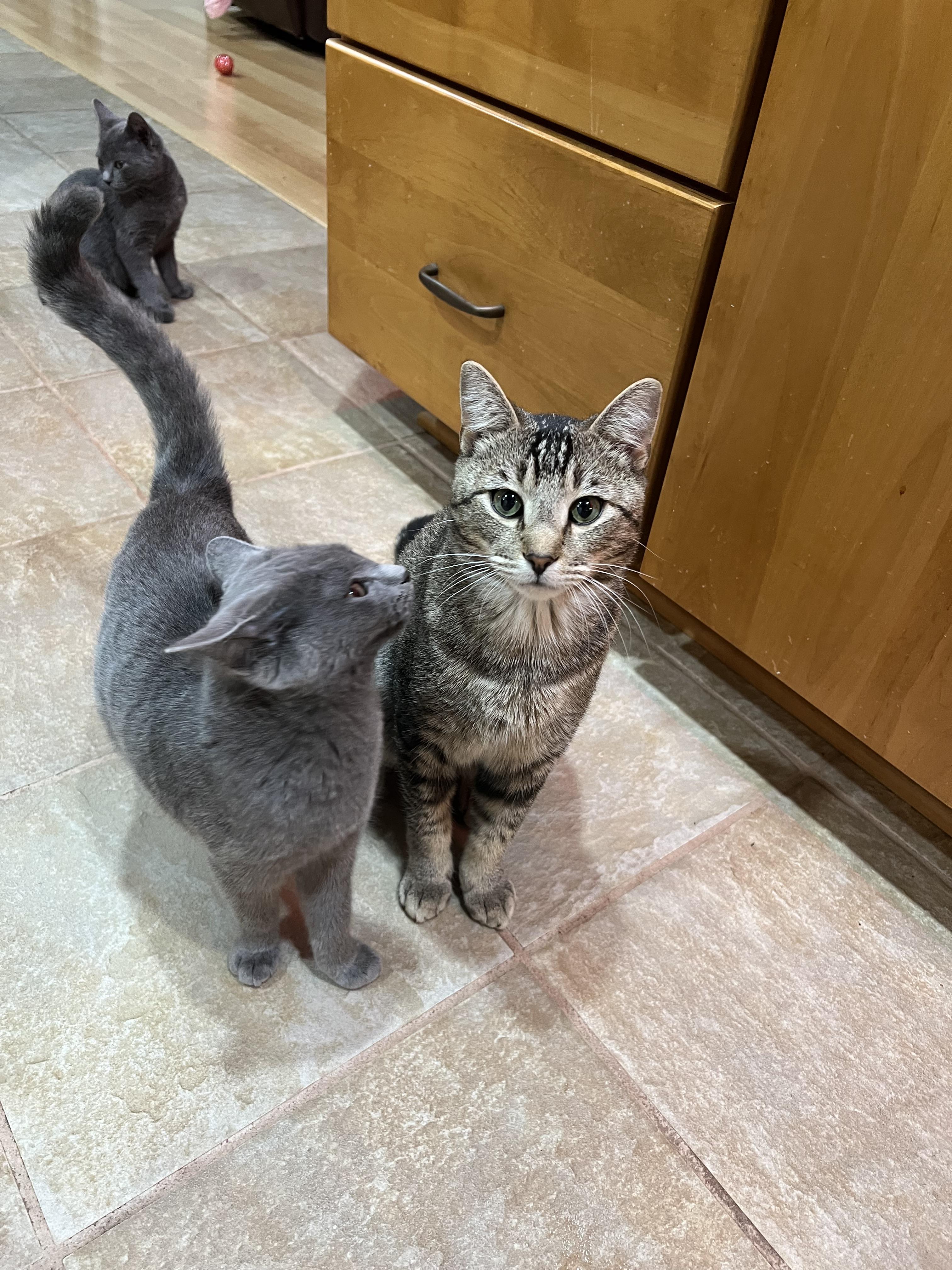 Enlarge Juniper, an adopted Domestic Short Hair in Tampa, FL image 2/6