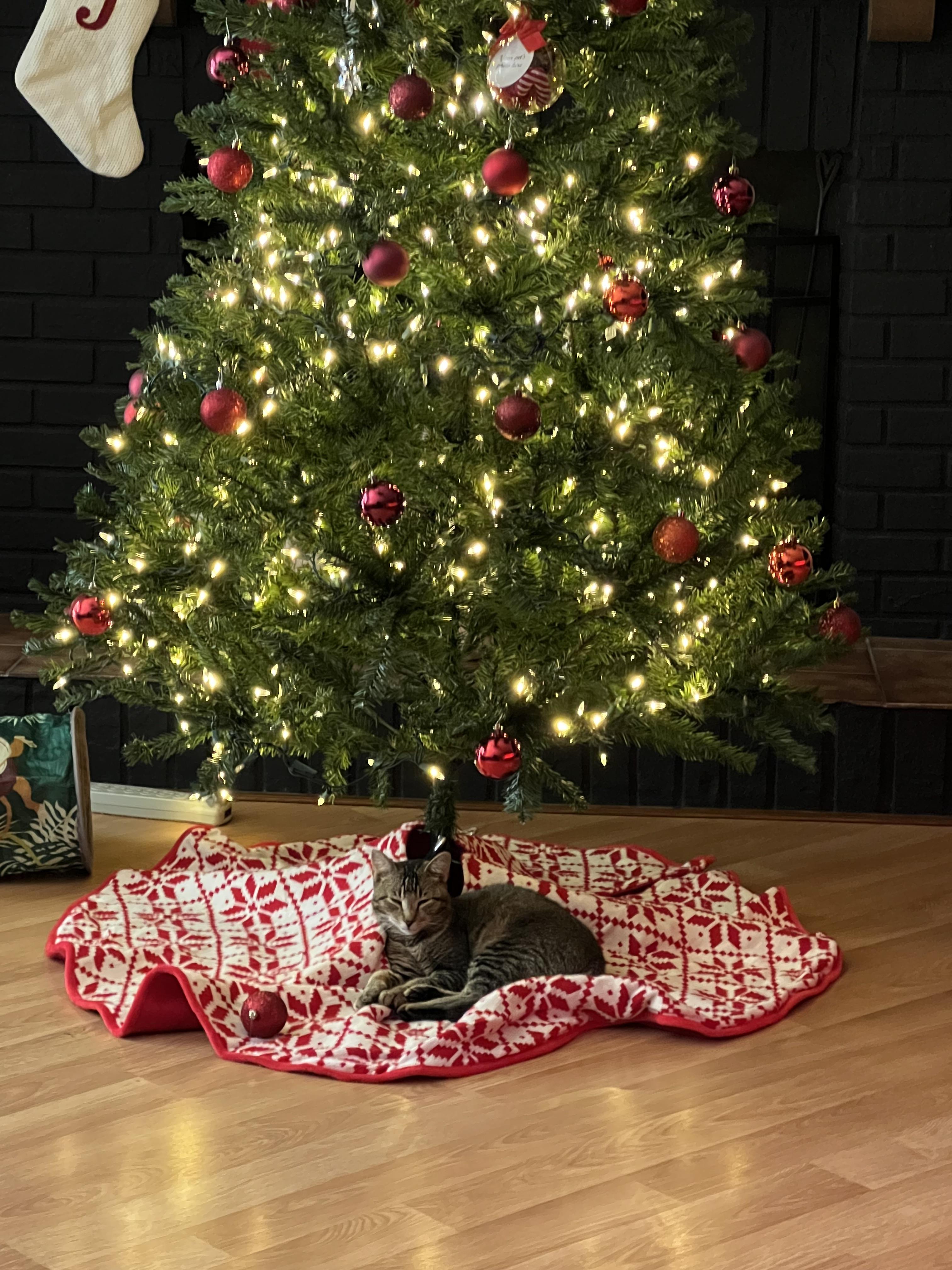 Enlarge Juniper, an adopted Domestic Short Hair in Tampa, FL image 4/6