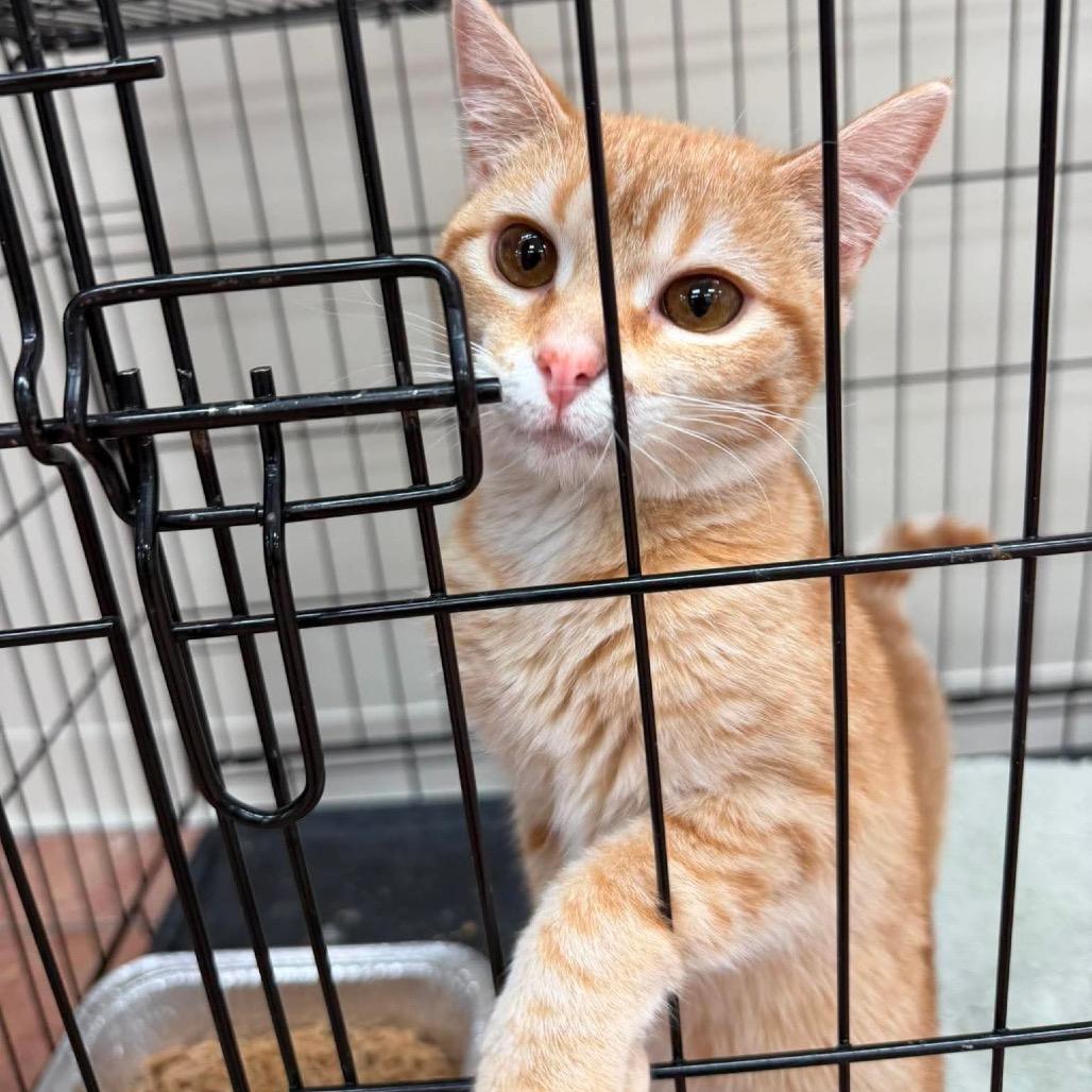 Blanche, Adoptable, Young Female Domestic Short Hair.