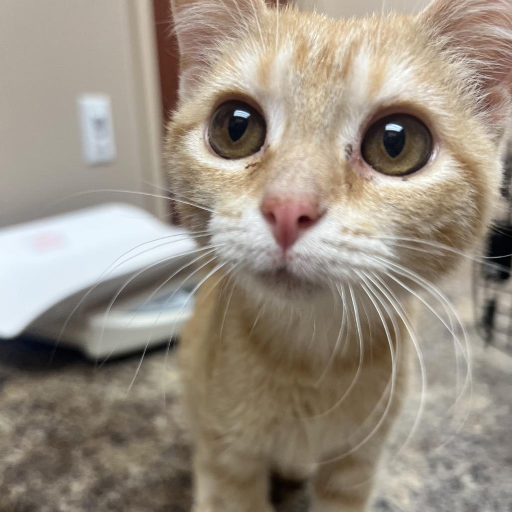 Blanche, a Adoptable Domestic Short Hair in Chillicothe, IL image 3/4