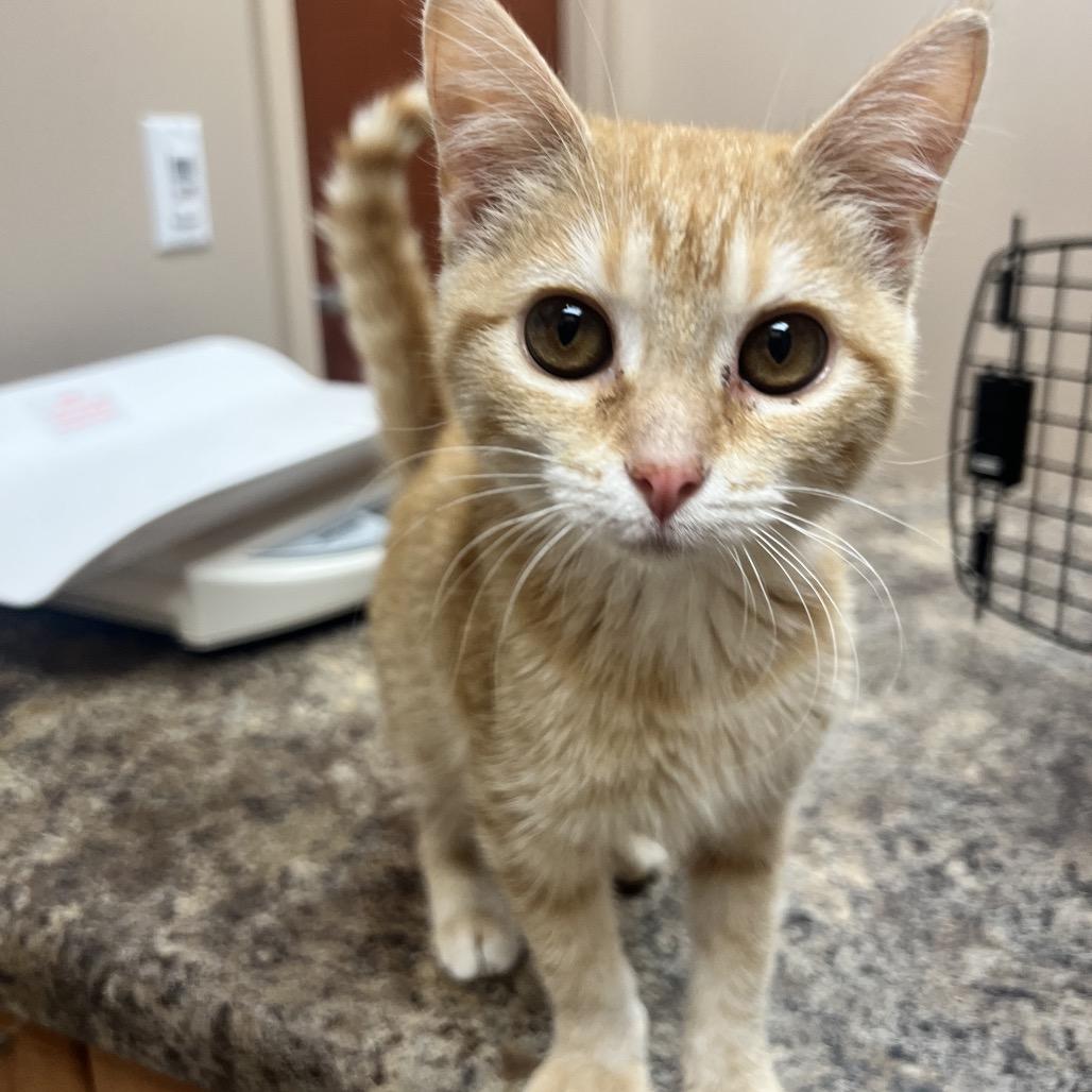 Blanche, a Adoptable Domestic Short Hair in Chillicothe, IL image 4/4