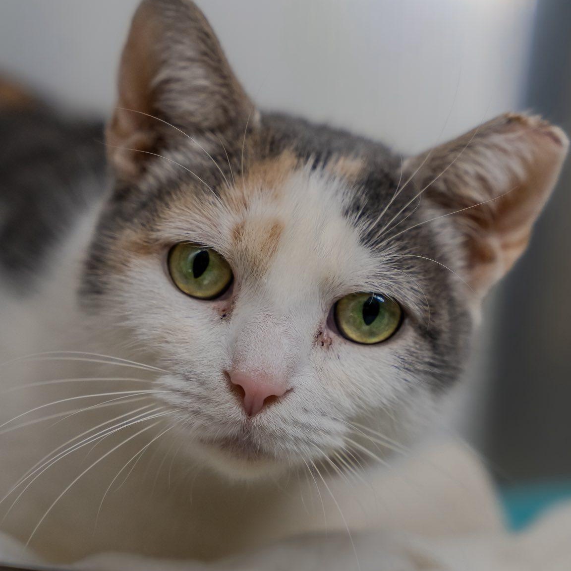 Maelle, ADOPTABLE, Adult Female Domestic Short Hair.