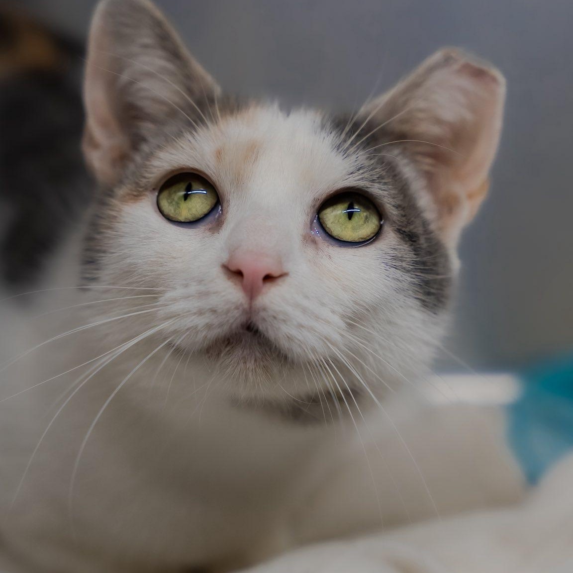 Enlarge Maelle, a ADOPTABLE Domestic Short Hair in Alexandria, IN image 2/3