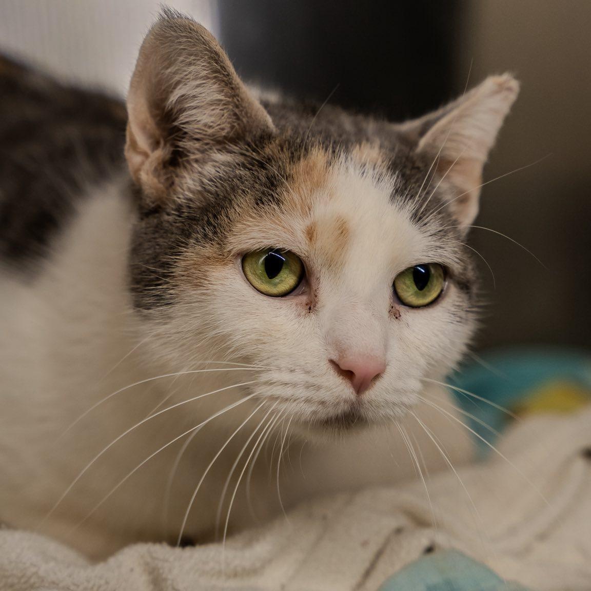 Enlarge Maelle, a ADOPTABLE Domestic Short Hair in Alexandria, IN image 3/3