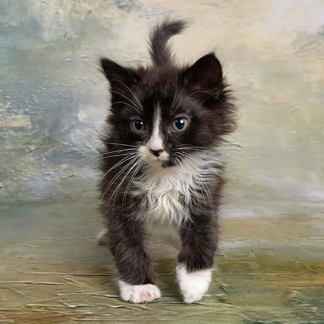 Enlarge Fig - Adoption Pending, a Adopted Domestic Long Hair in League City, TX image 2/3